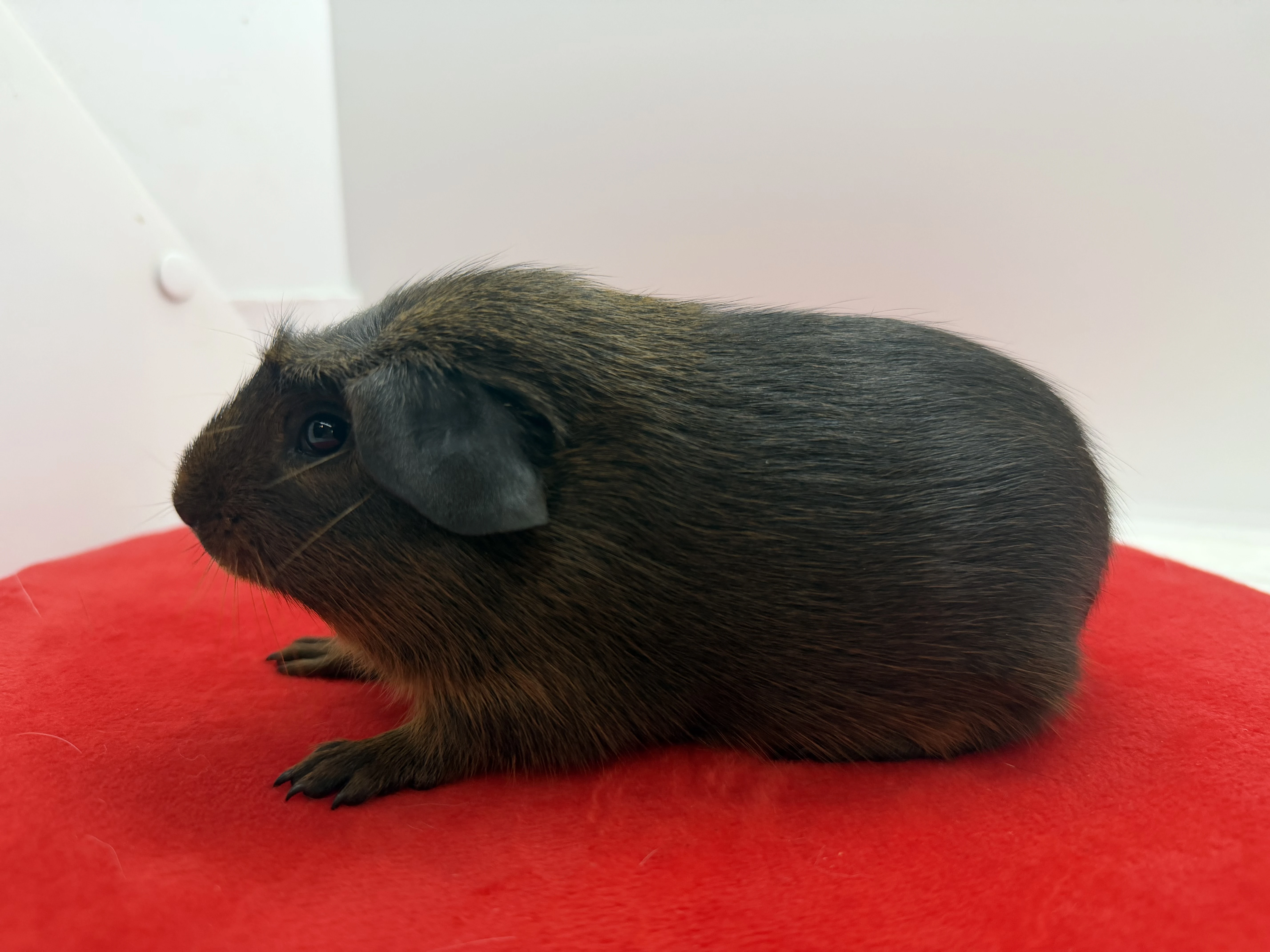 Morče crested samečci aguti černá/červená