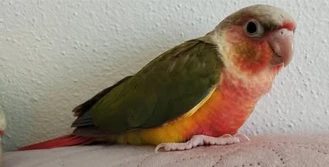 Pyrura zelenolící    highred/pineapple