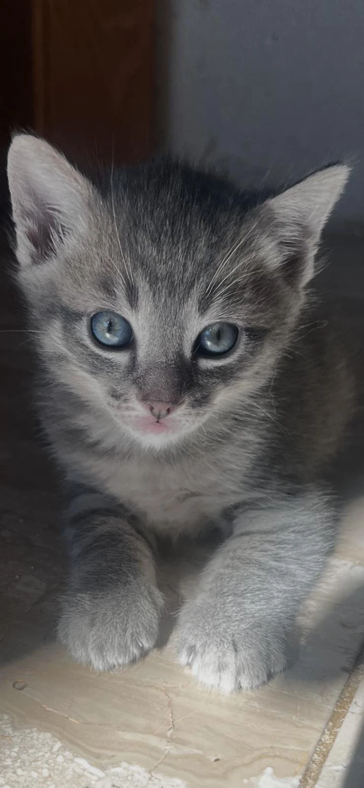Koťátka Thai mix