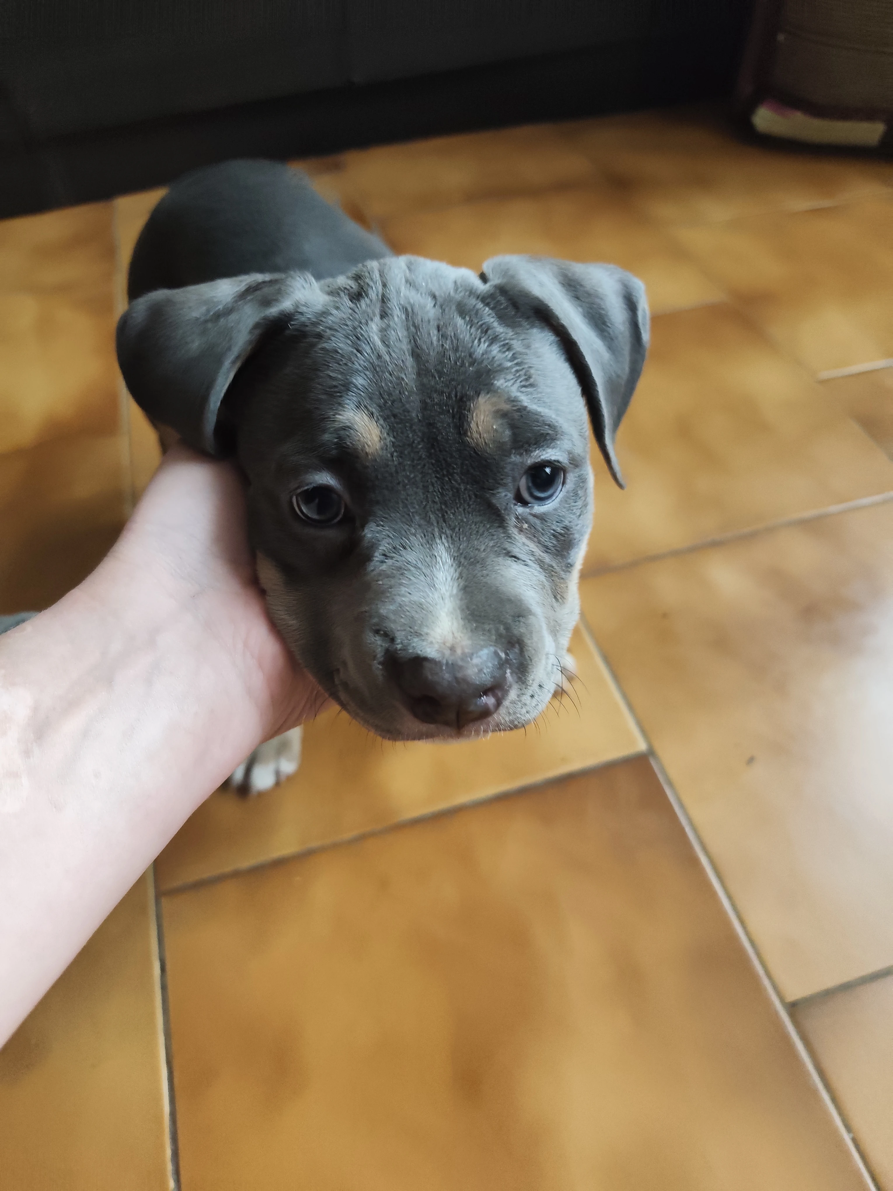American Bully – fenky s PP pocket (ABKC)