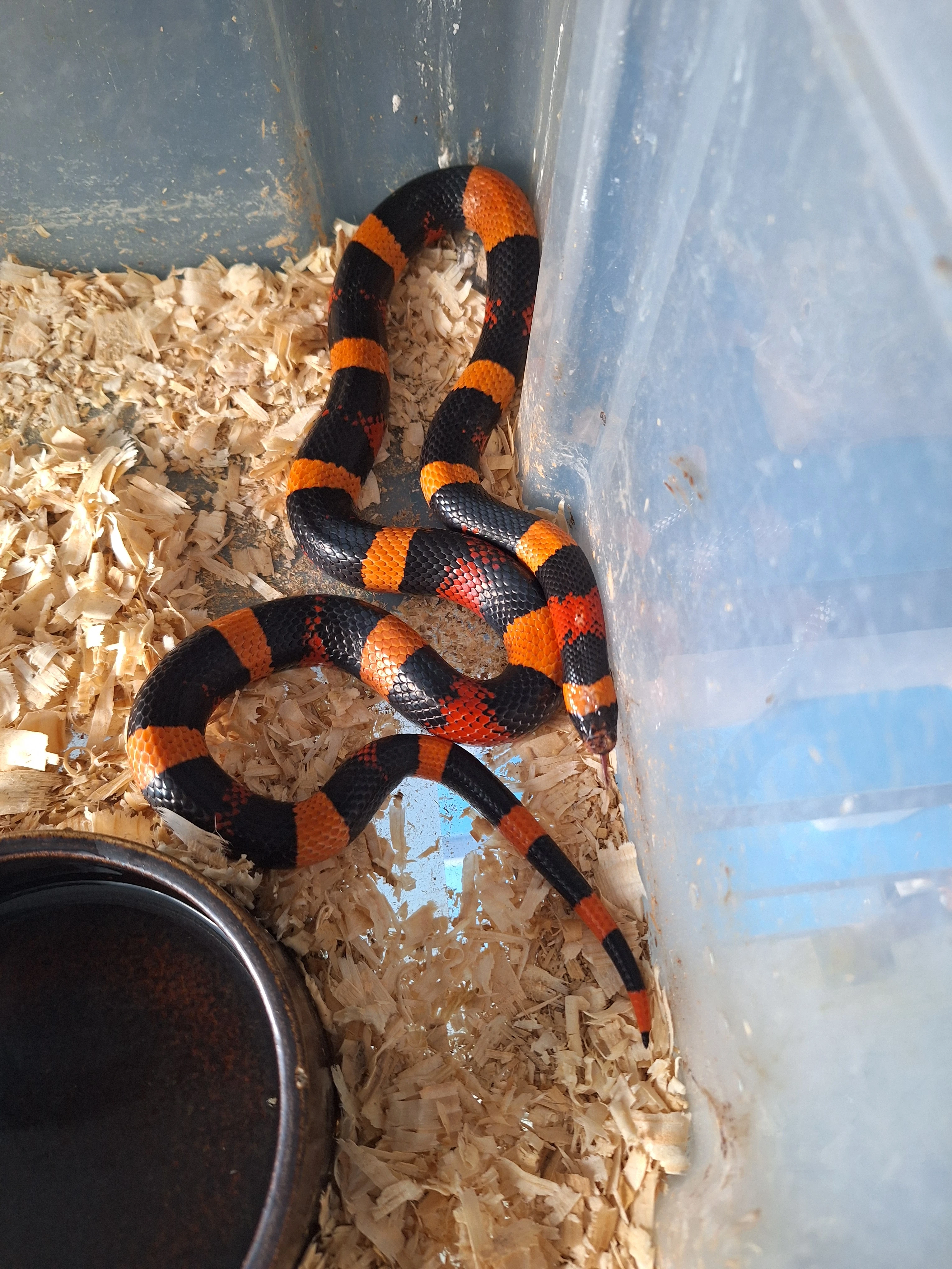 Samec (1,0) L.t.campbelli 2024 (90cm)