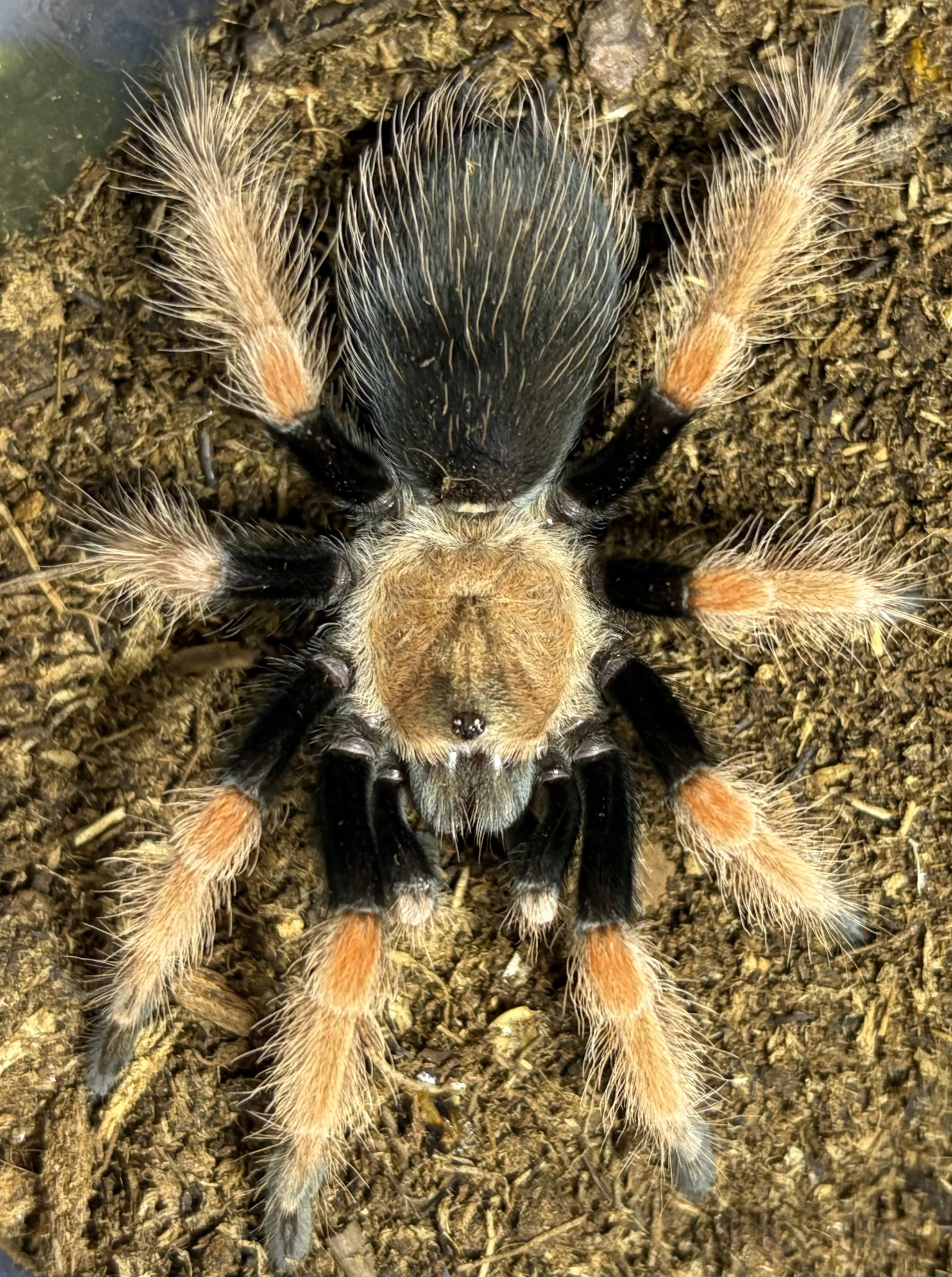 Posílám - A. seemanni, G. rosea red, B. boehmei, P. auratus ...