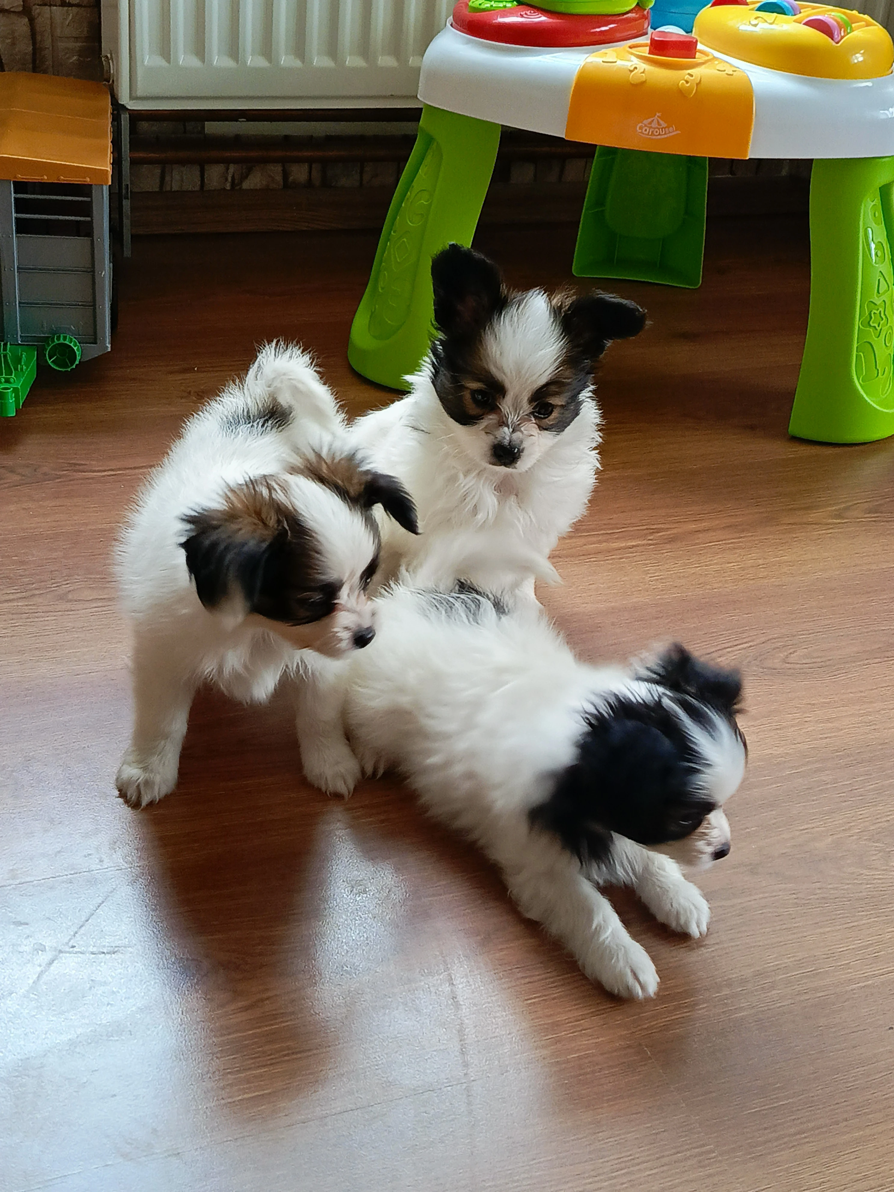Papillon - Malý kontinentální španěl.