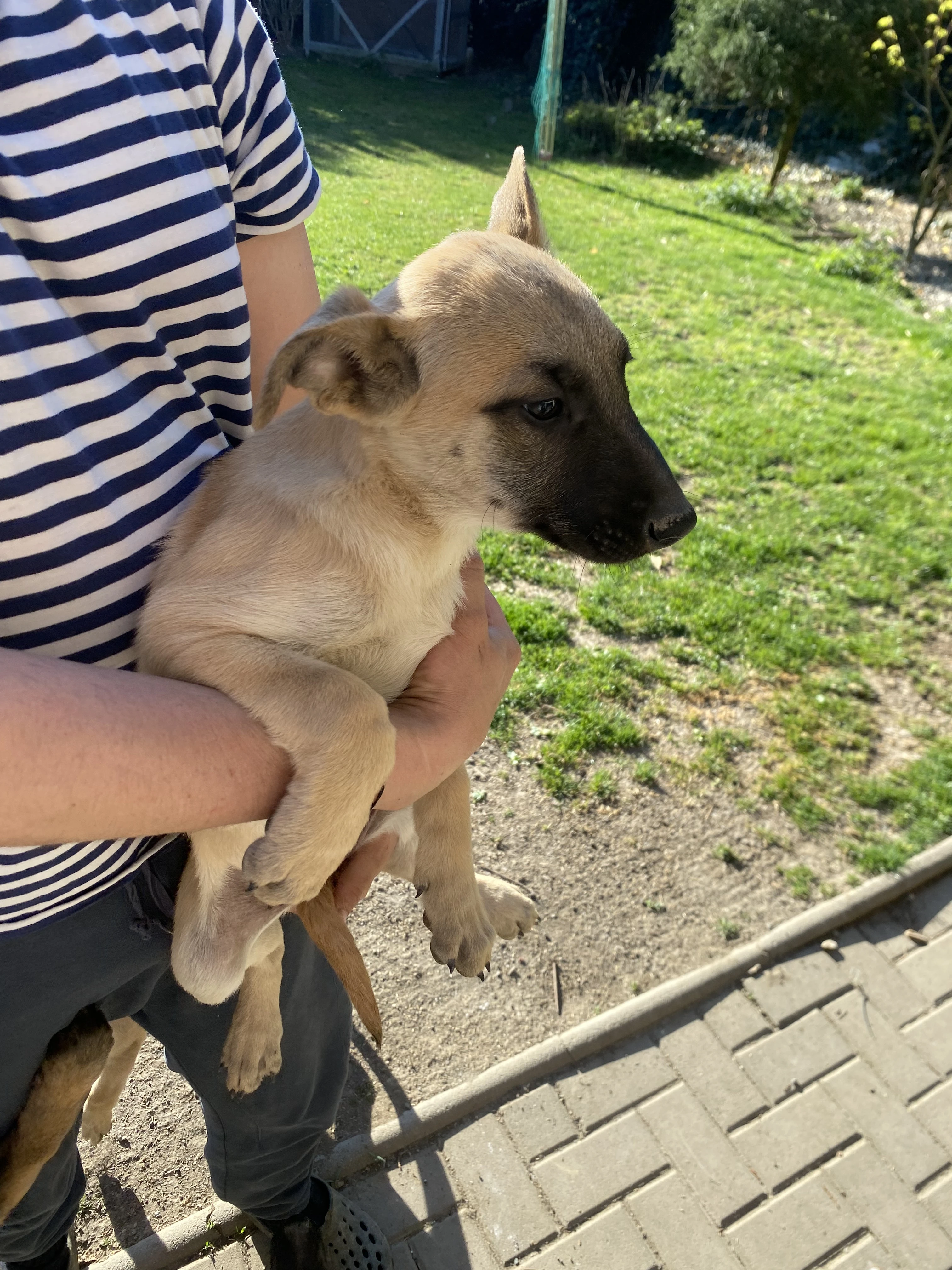 Belgický ovčak-Malinois 75%