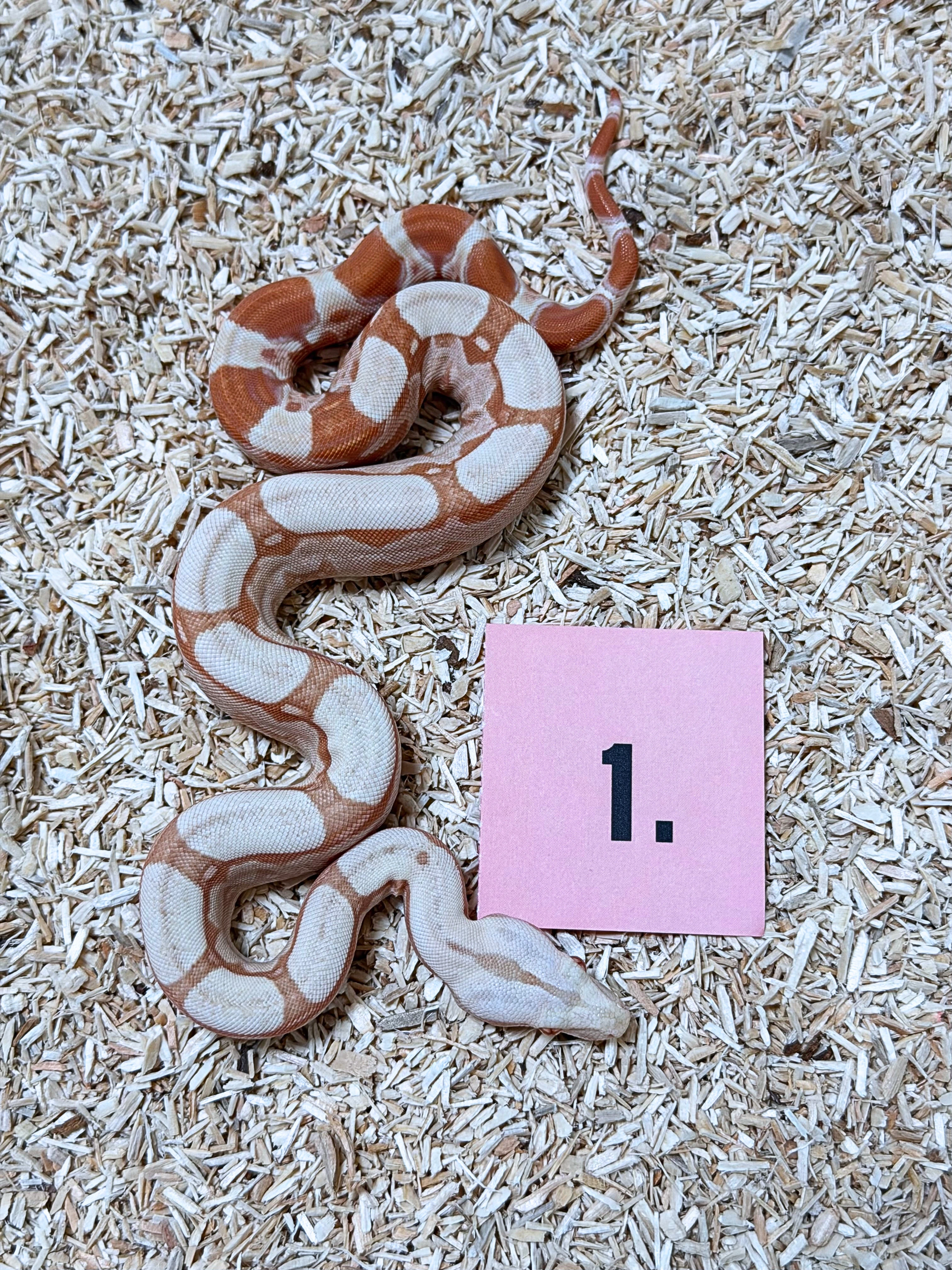 Hroznys kralovsky RLT Albino Kahl het Snow