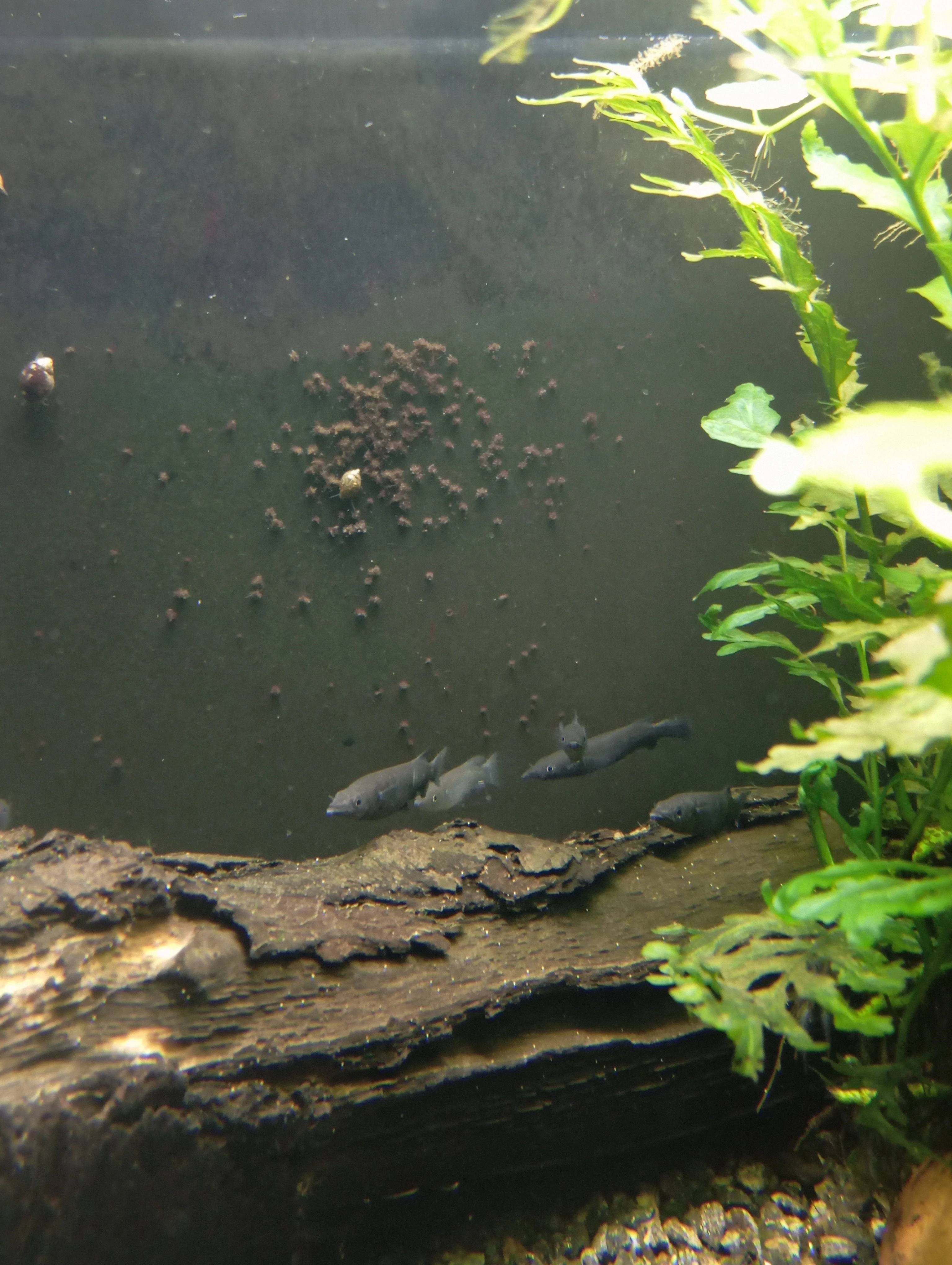 Polozobánka - Nomorhamphus celebensis