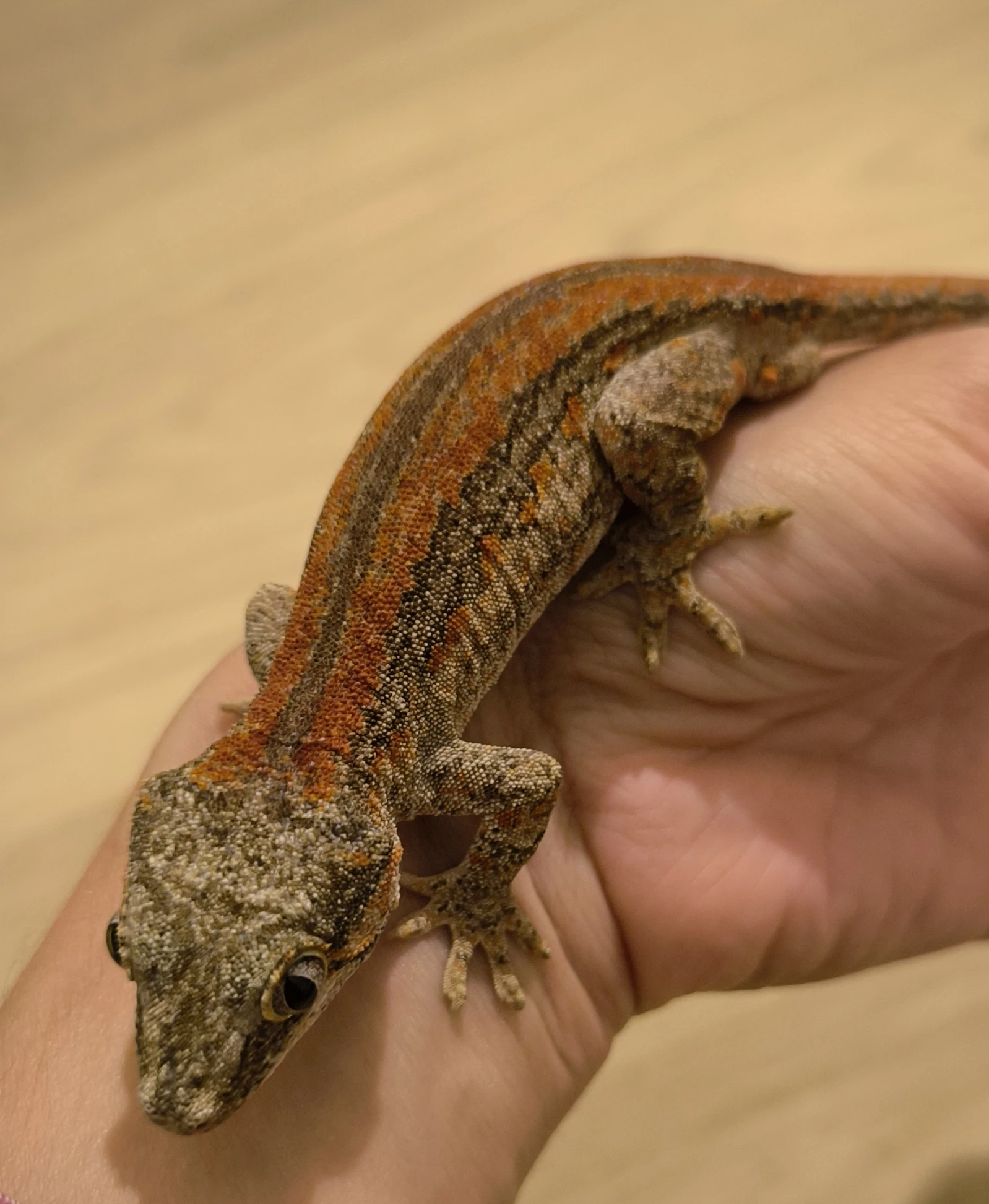 Rhacodactylus auriculatus odrostlá mláďata