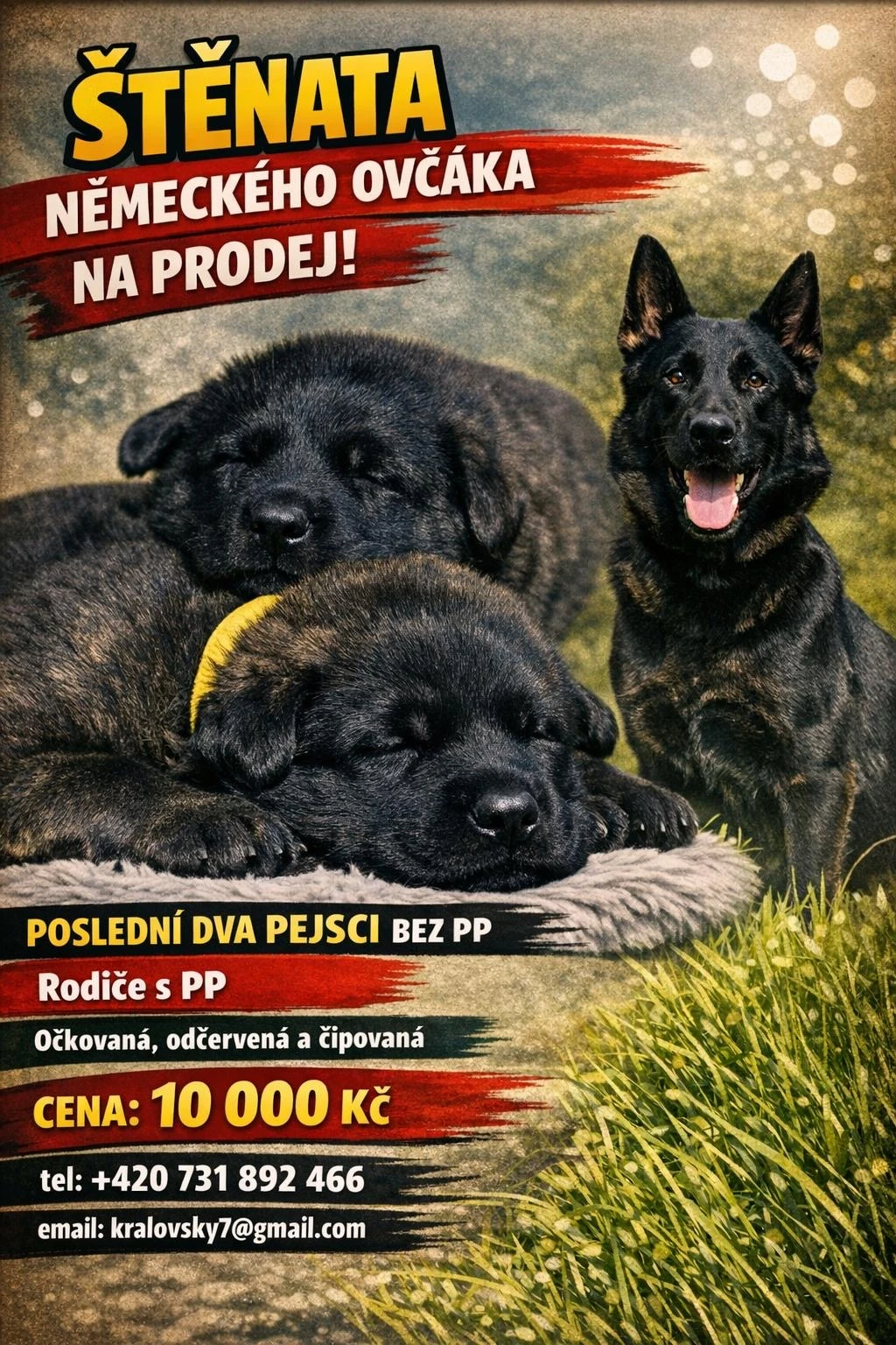 Německý ovčák – štěňata k rezervaci
