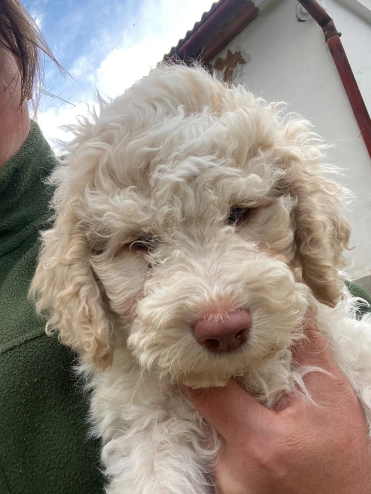 Lagotto romagnolo s PP