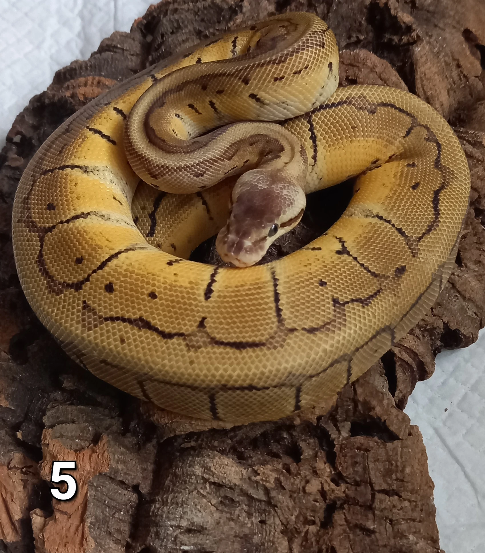 Krajta Královská ( Python Regius)