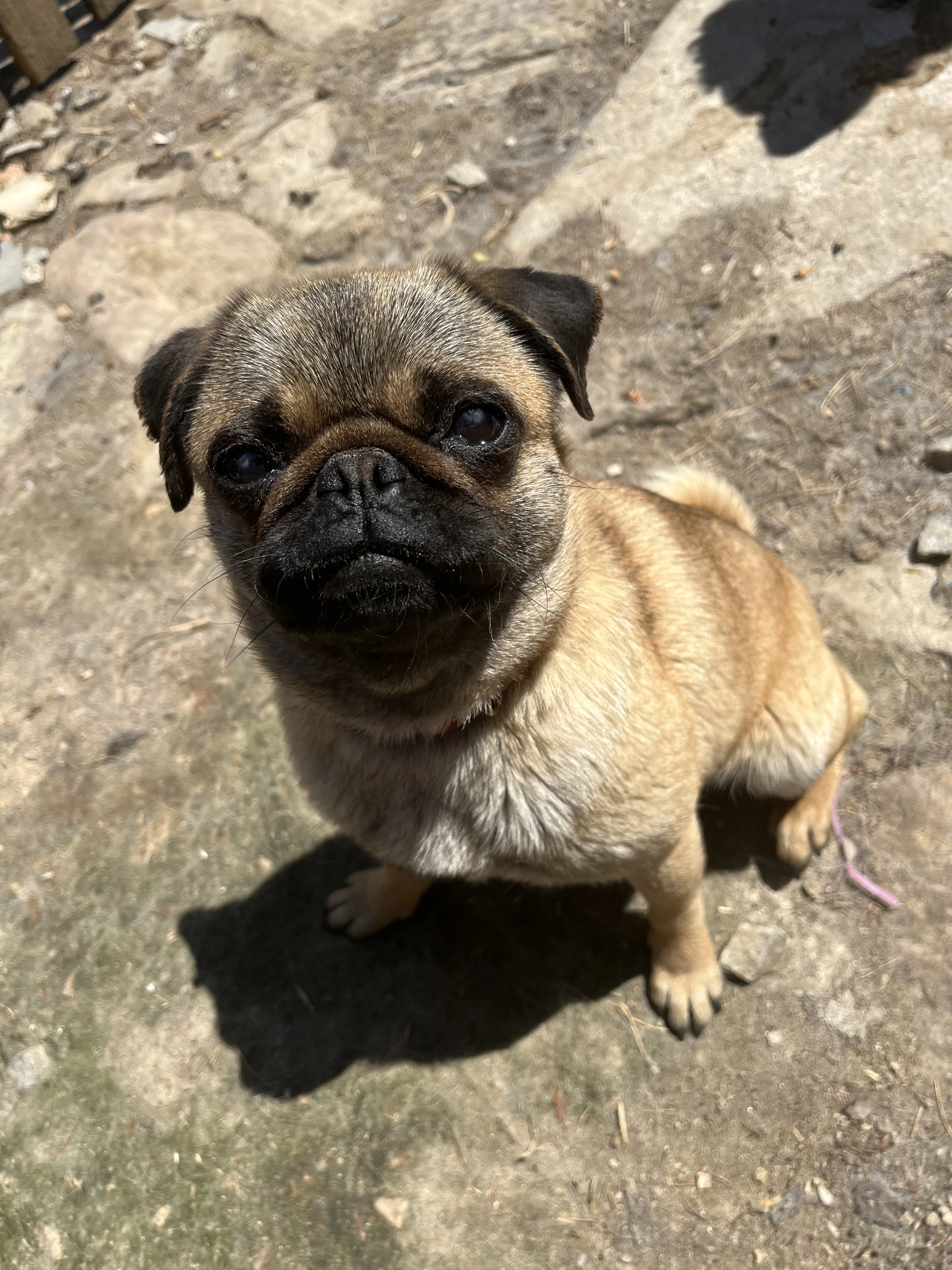Mops