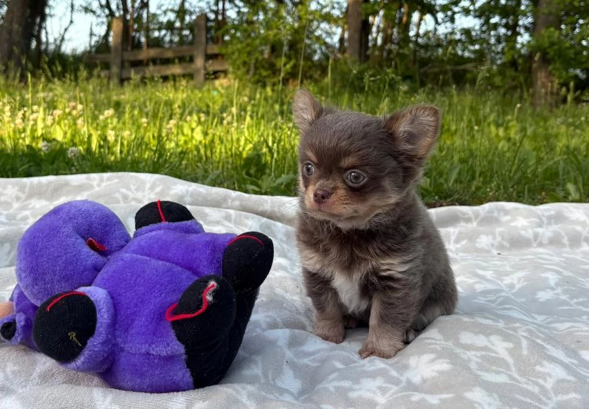 Čivava dlouhosrstá s PP