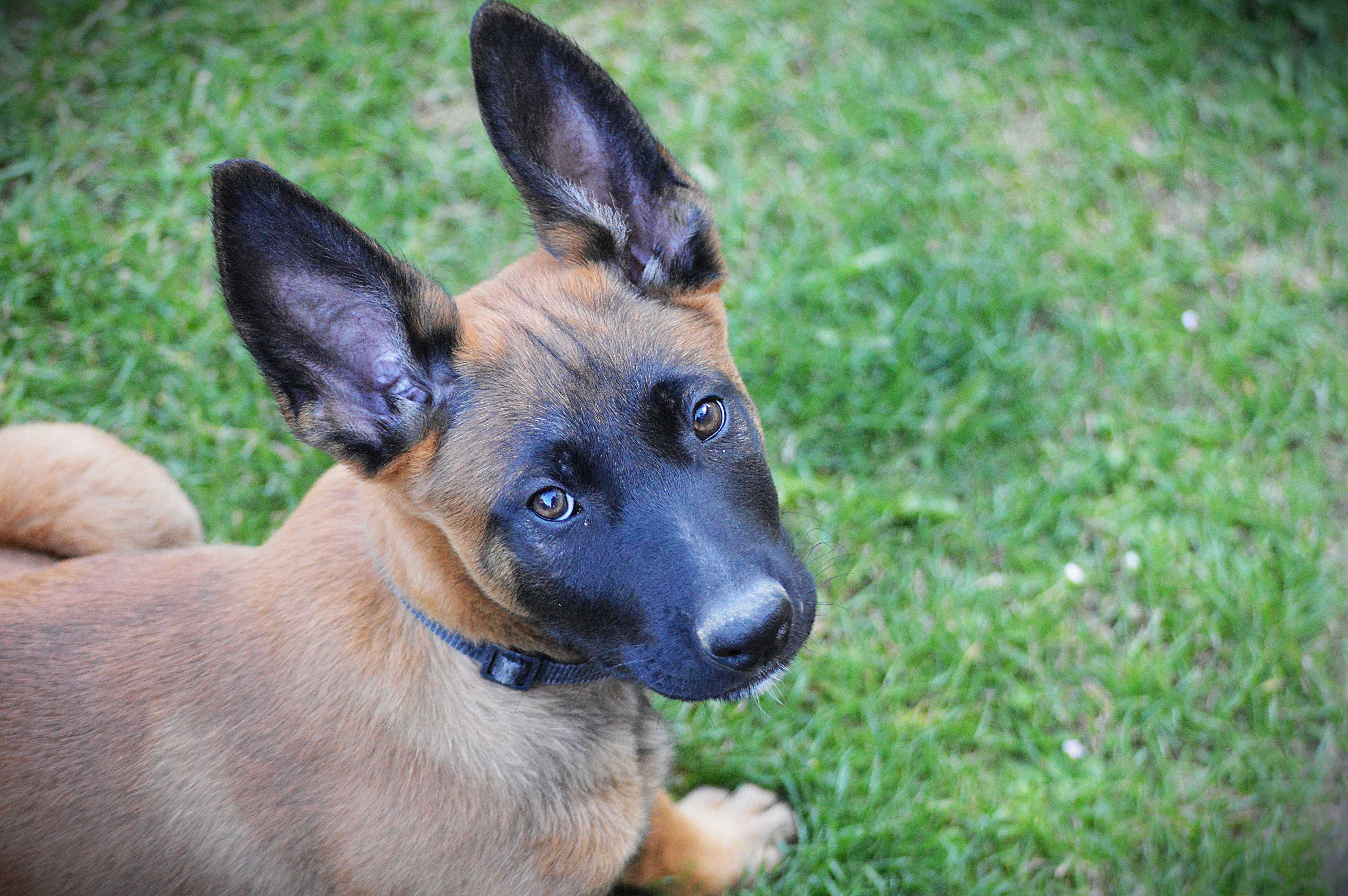 Belgický ovčák malinois s PP