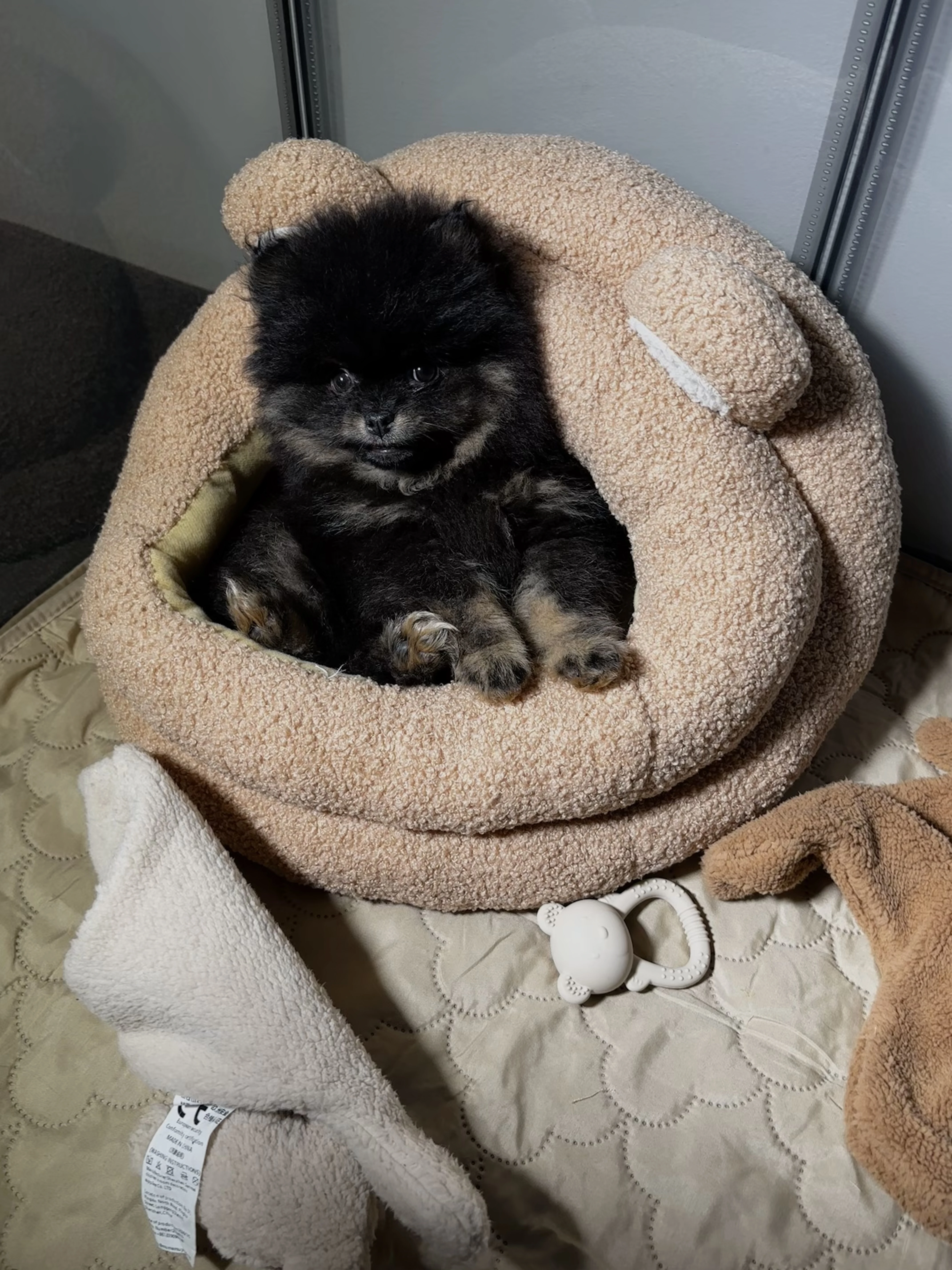 Pomeranian s PP - pejsek black and tan