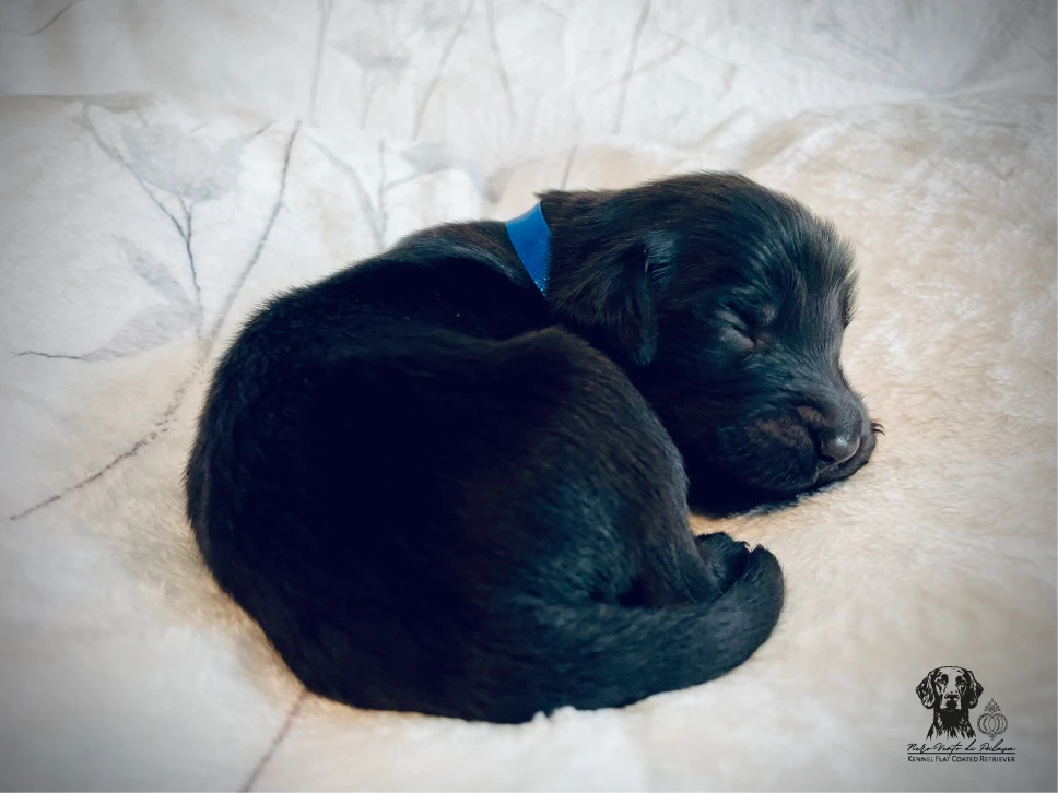 Štěňátka Flat Coated Retriever s PP