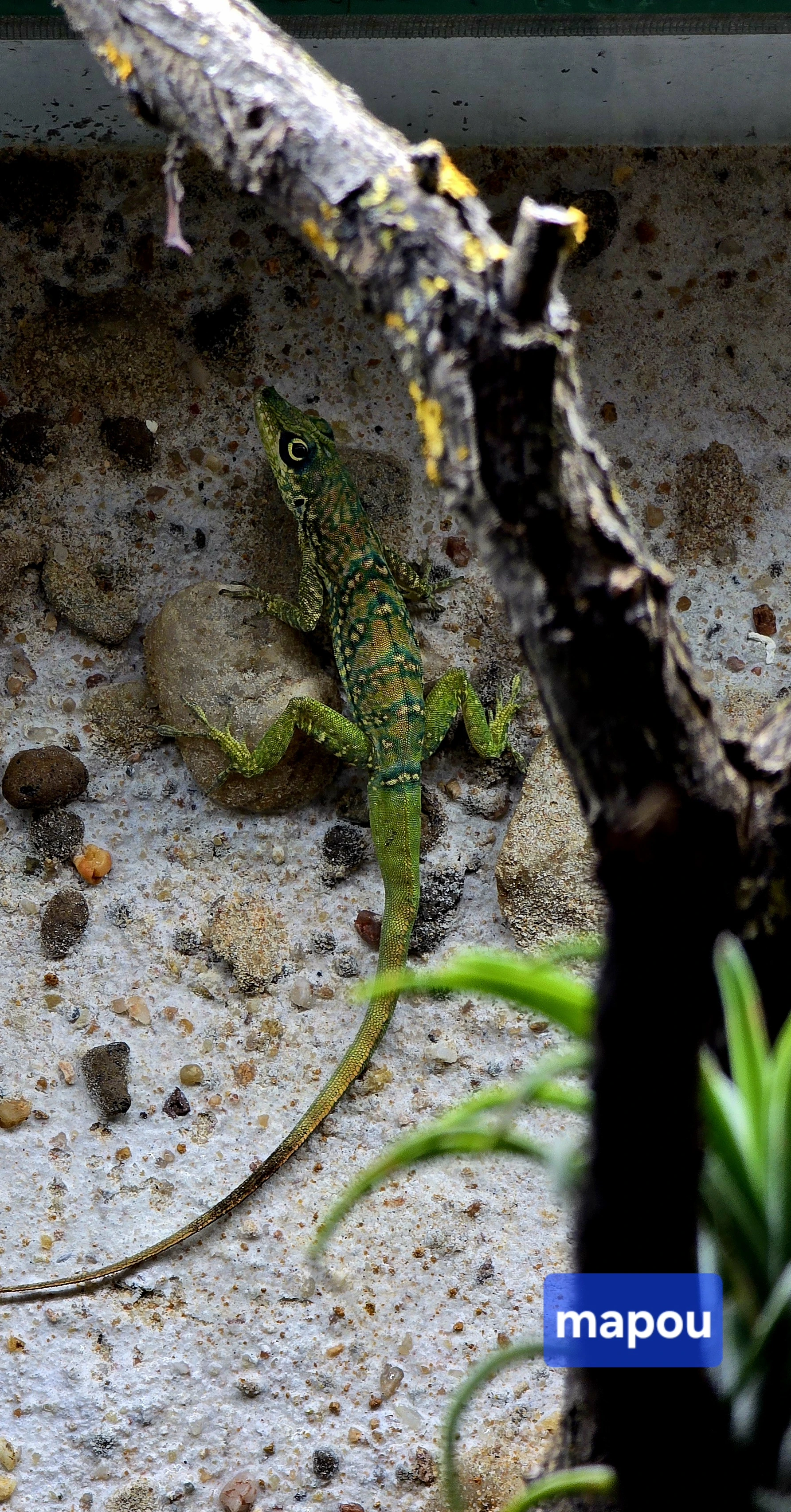 Anolis, chovné páry roquet