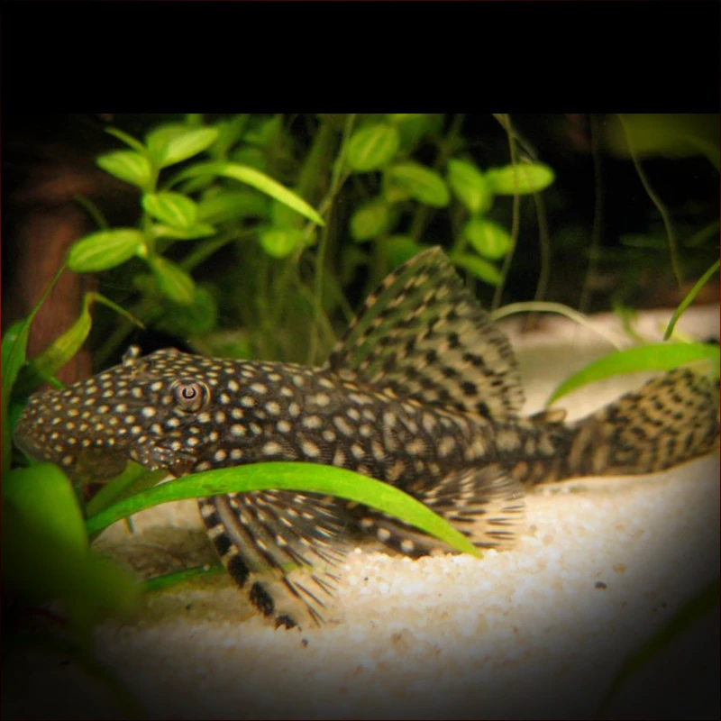 Ancistrus SP. velikosti od 4 do 12cm