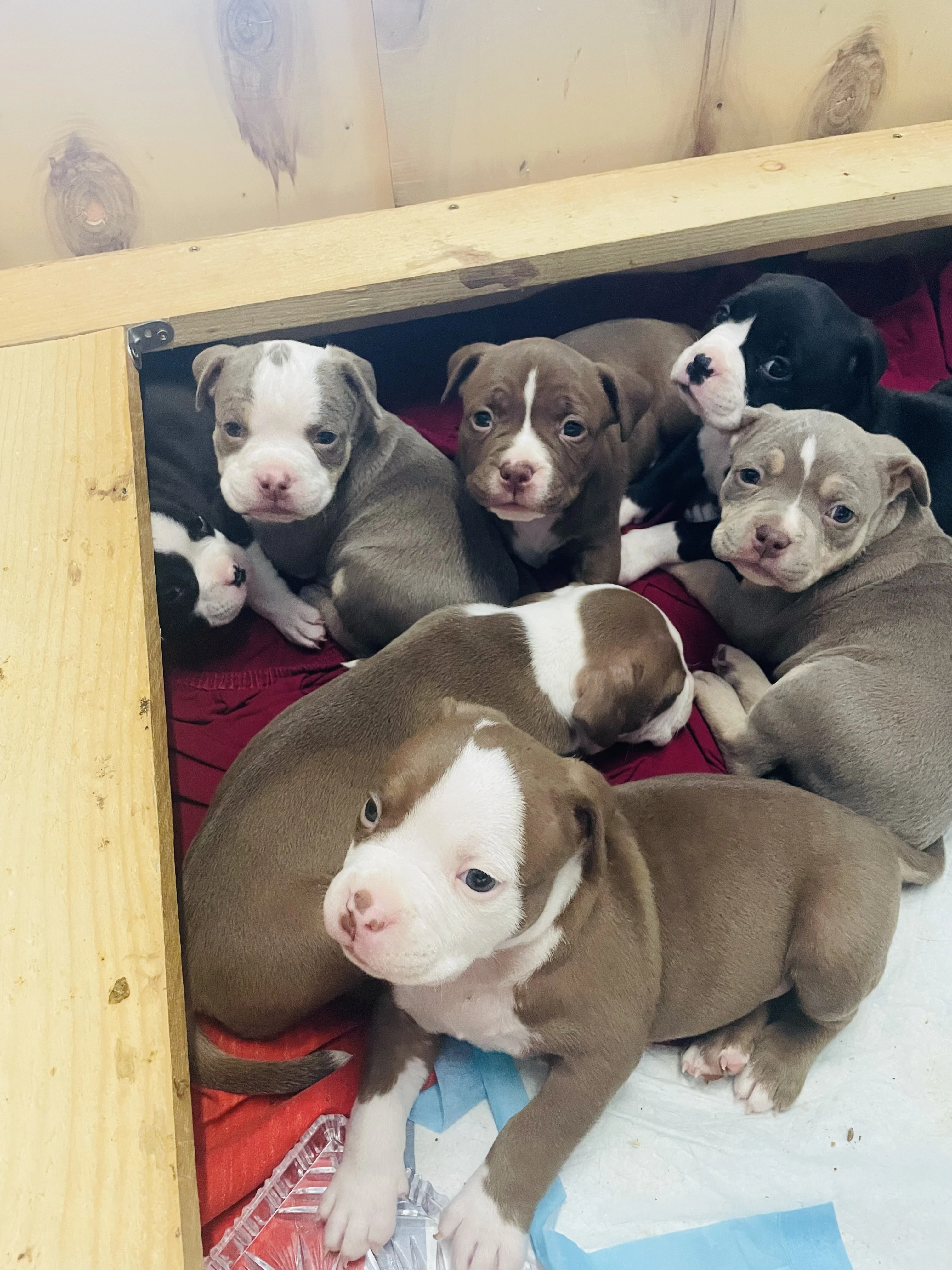 American Bully štěňata s abkc PP