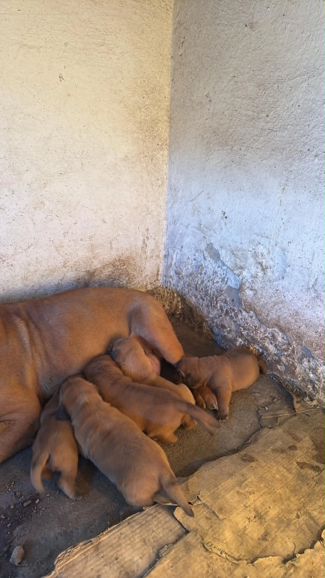 Bordeauxská doga štěňata