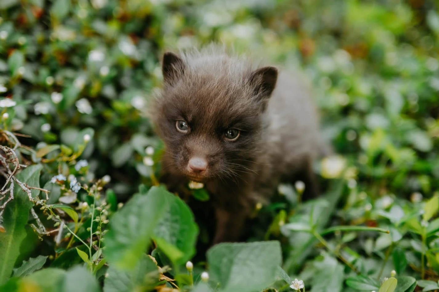 Domestic silver fox, tame puppy 2026
