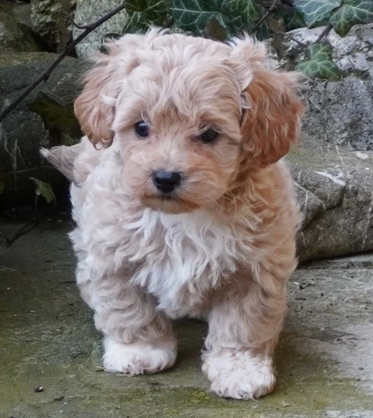 Maltézák ,Maltipoo.