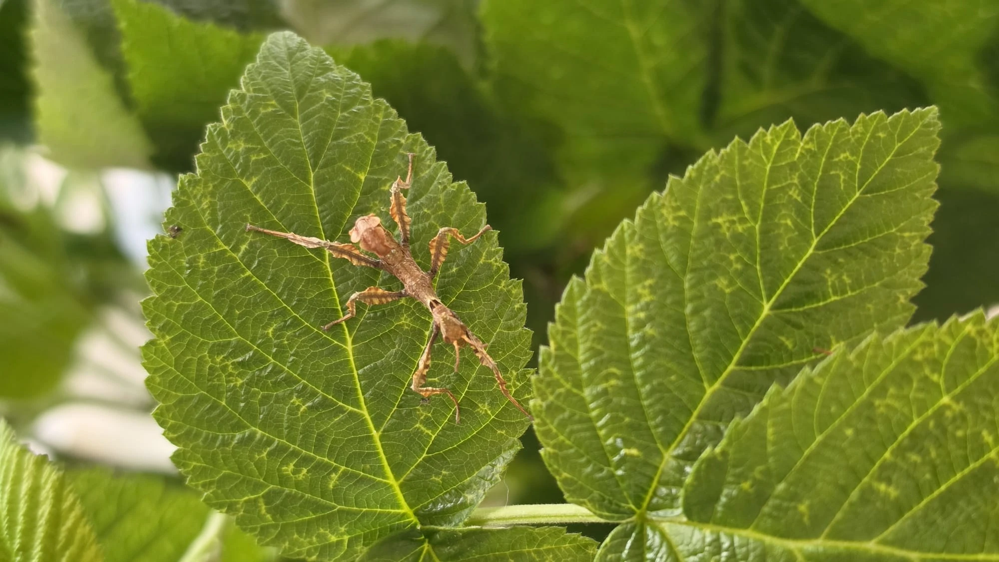 Strašilka australská - Extatosoma tiaratum