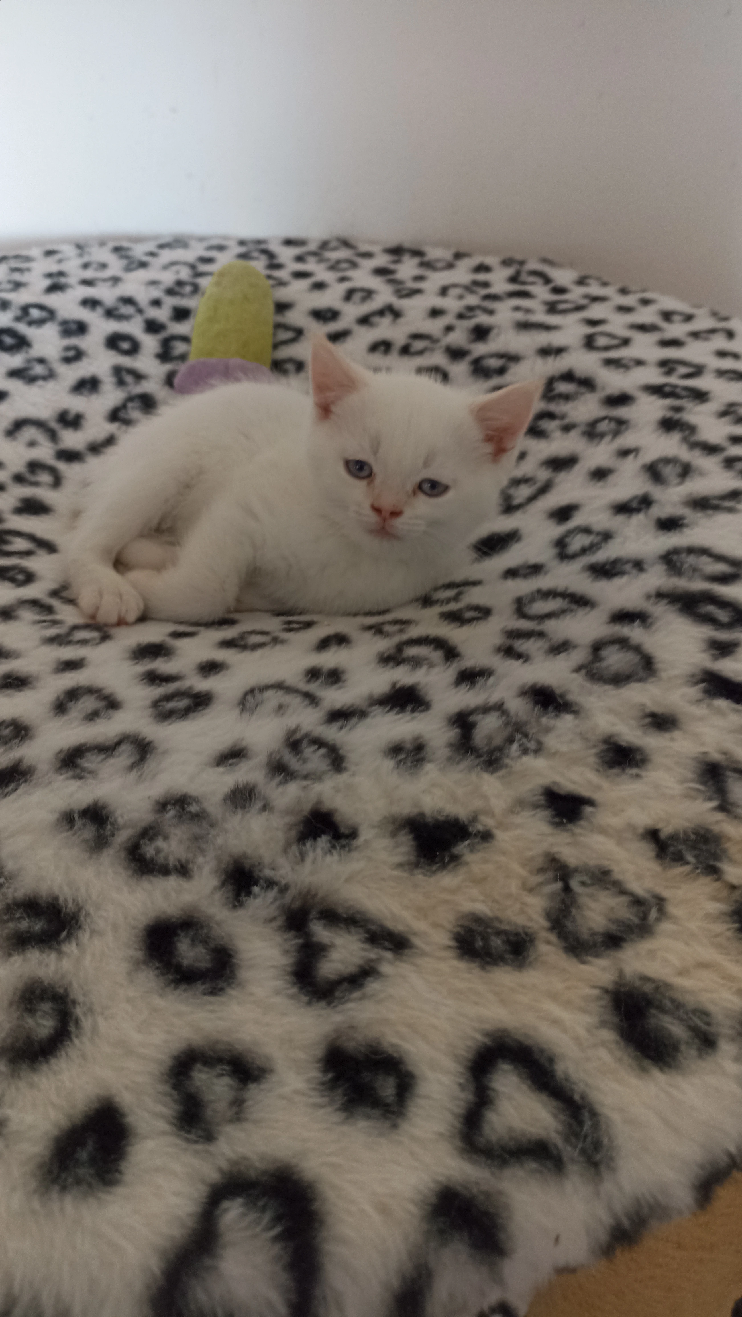 Whiskas a colourpoint koťátka bez PP
