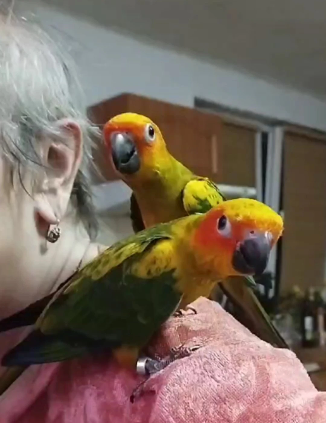 Aratinga sluneční dokrmená mláďata