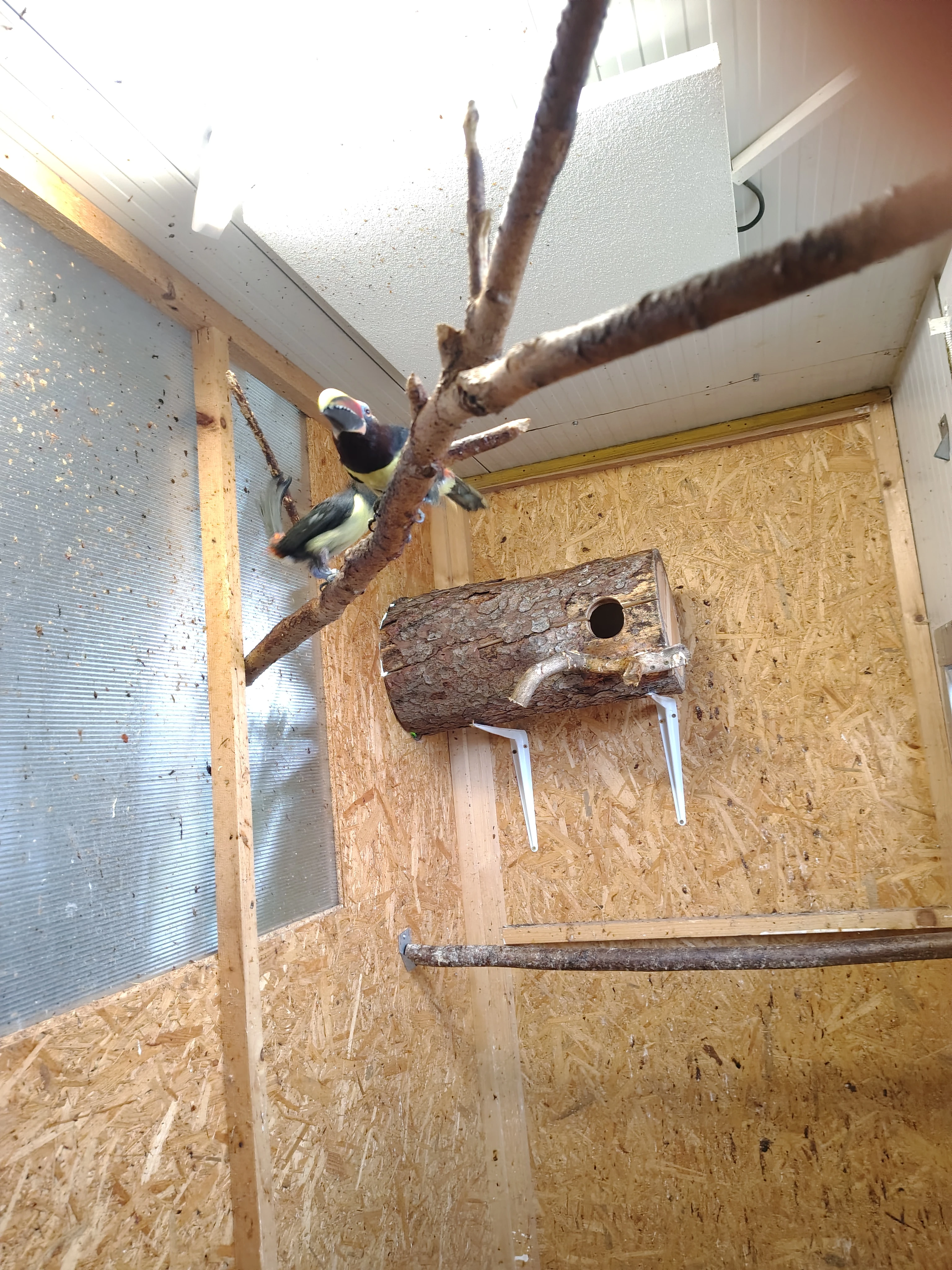 Arasari zelený