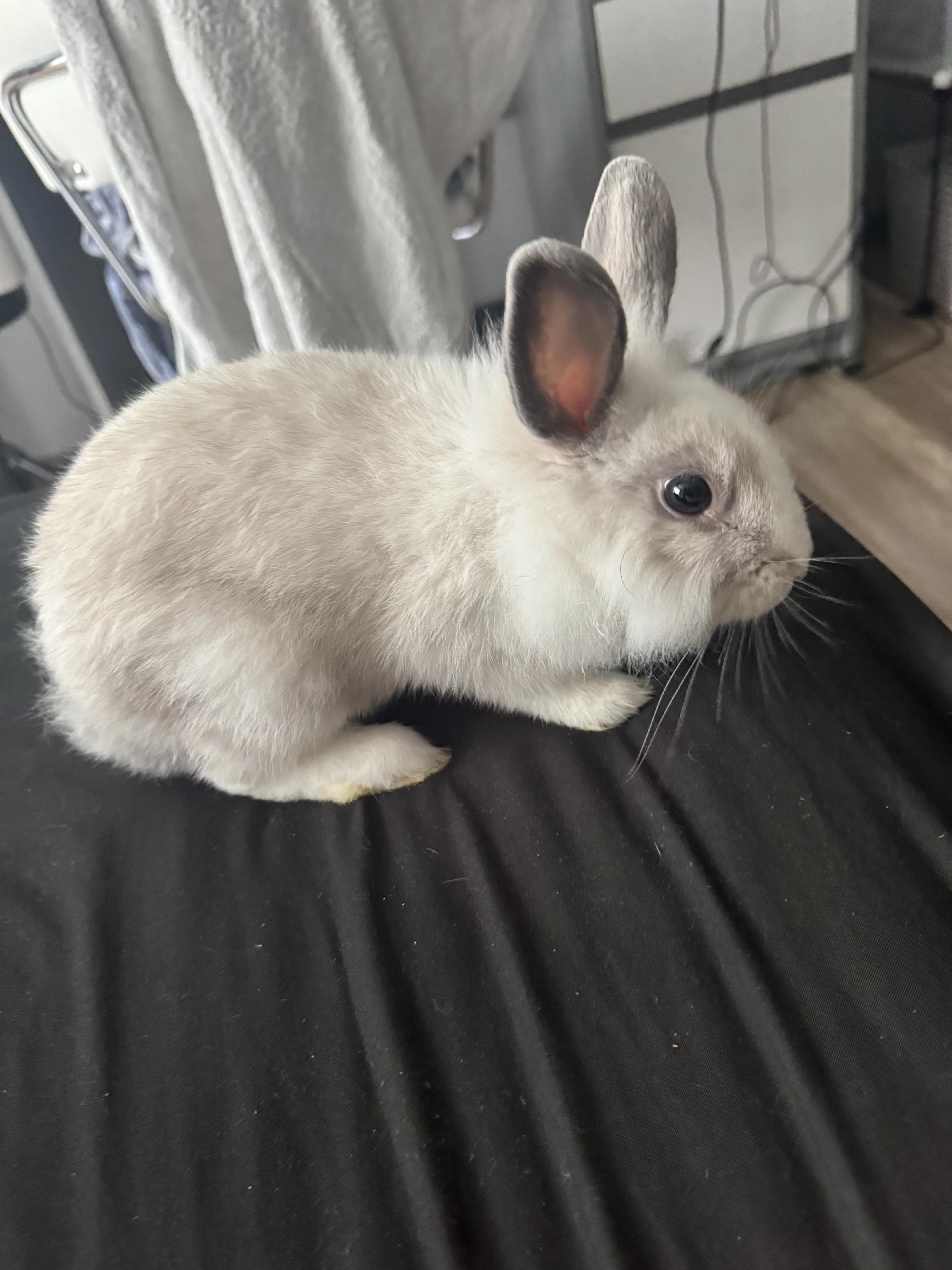 Králík