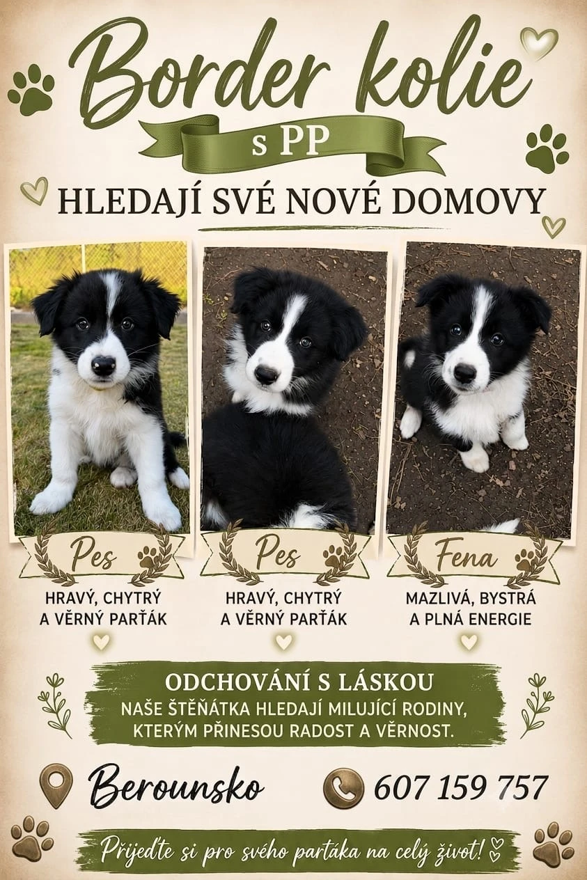 Štěňátka Border Kolie s PP