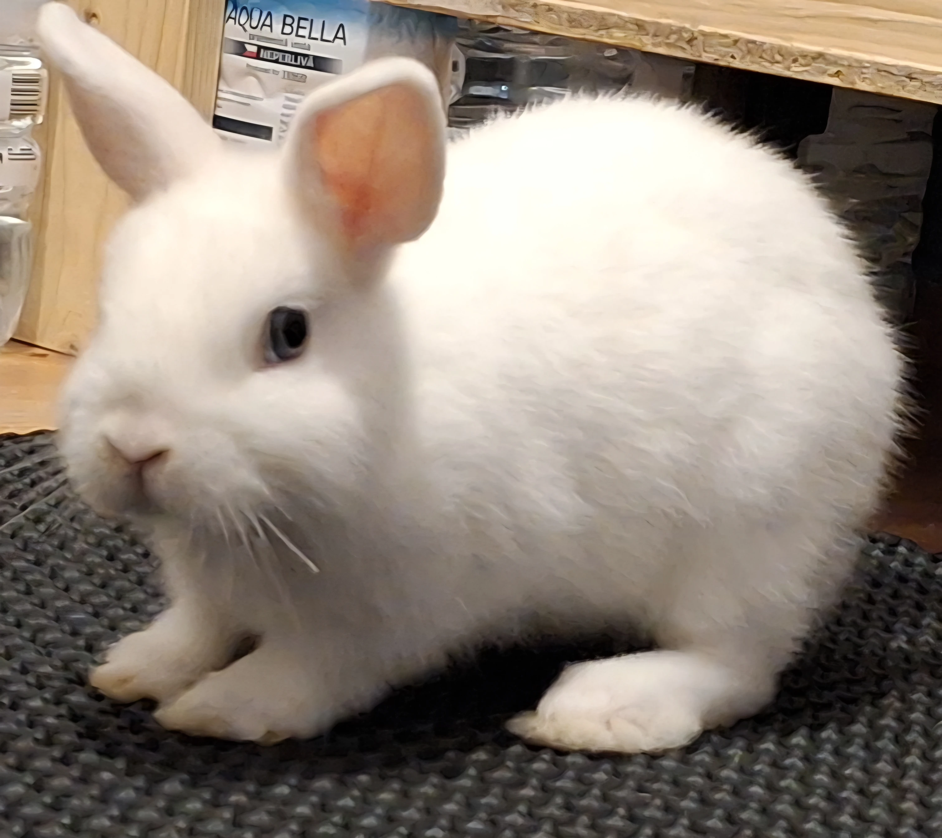 Králík