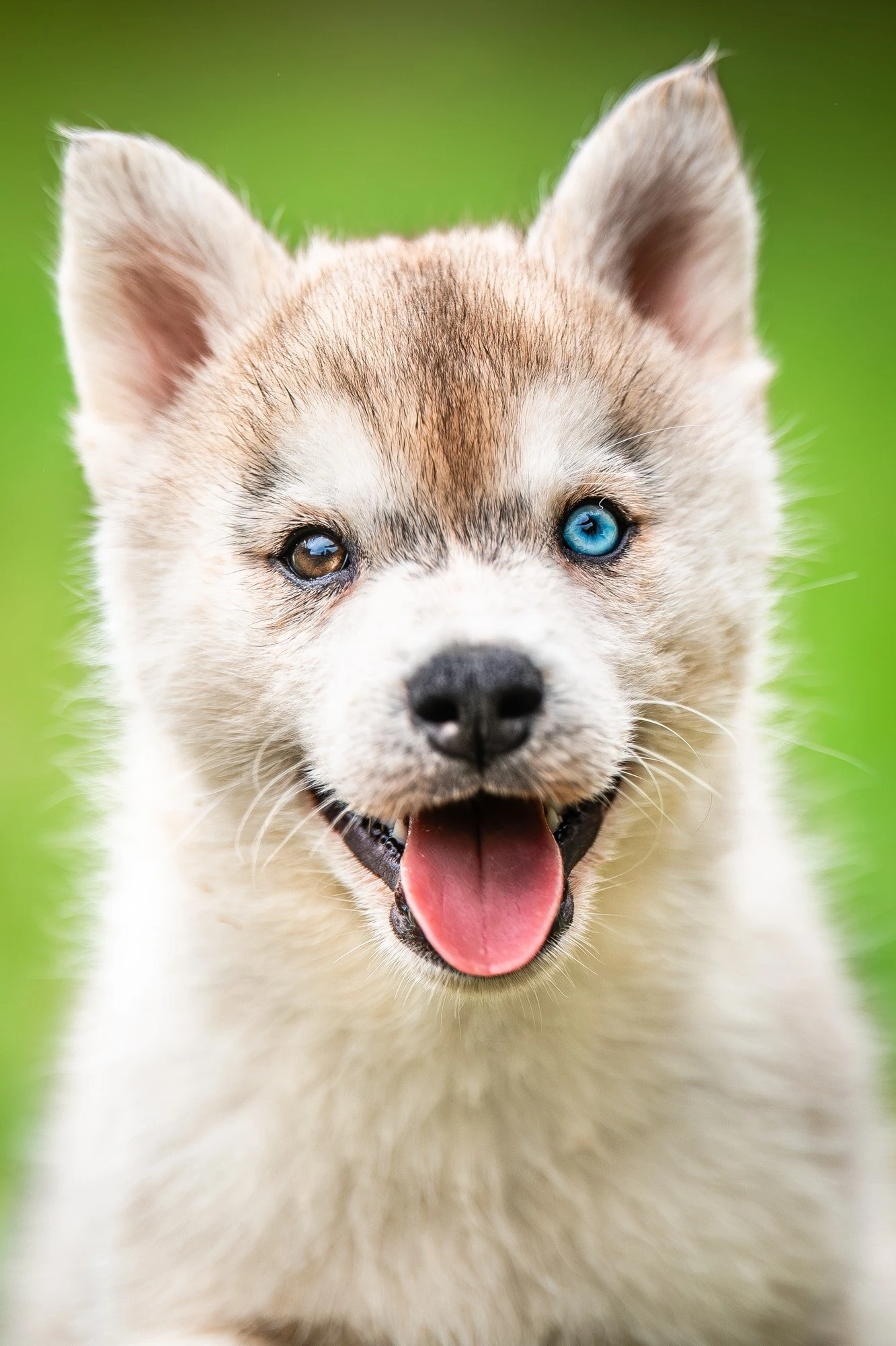 Sibiřský husky s PP