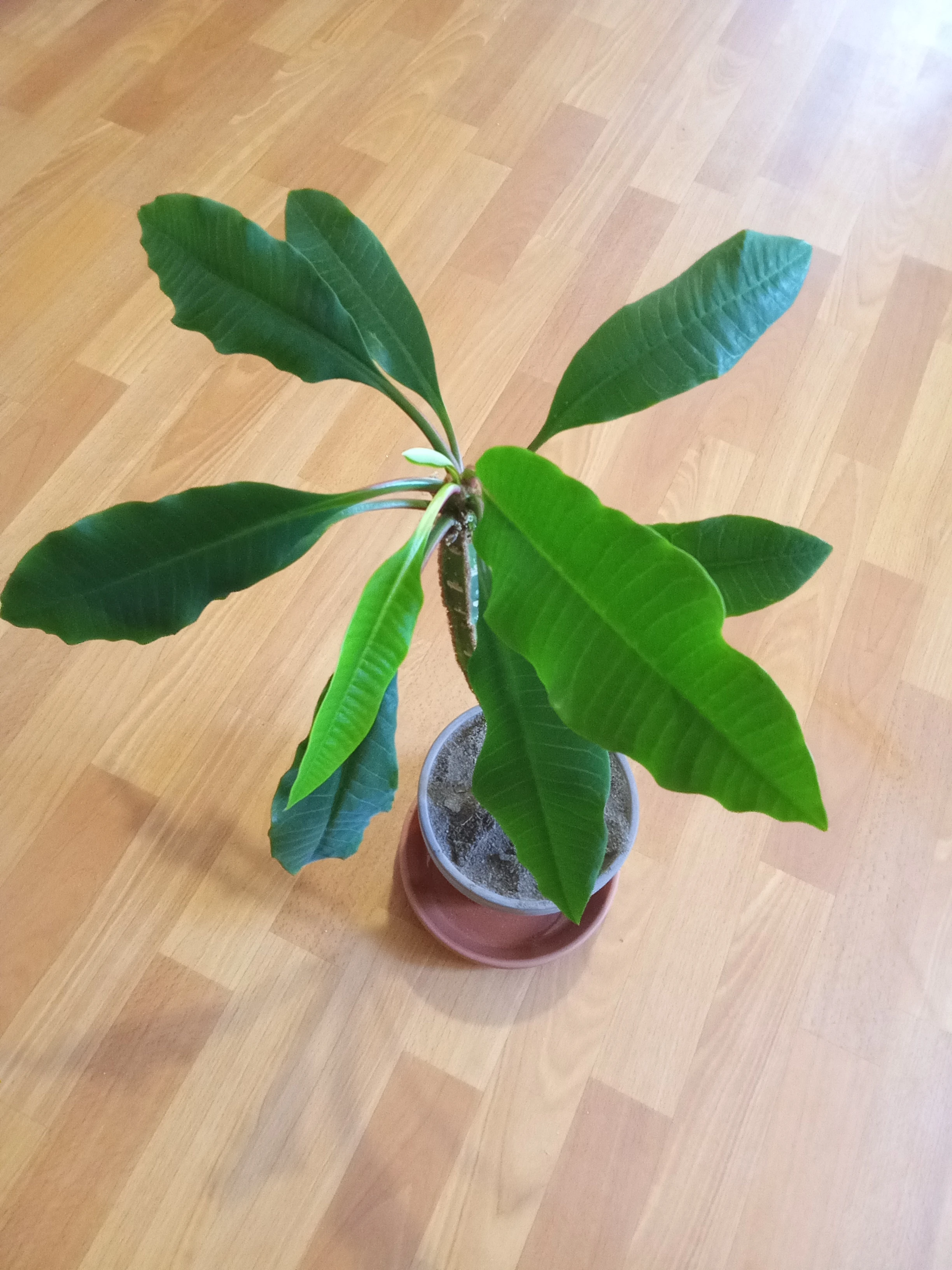 Euphorbia leuconeura - Pryšec