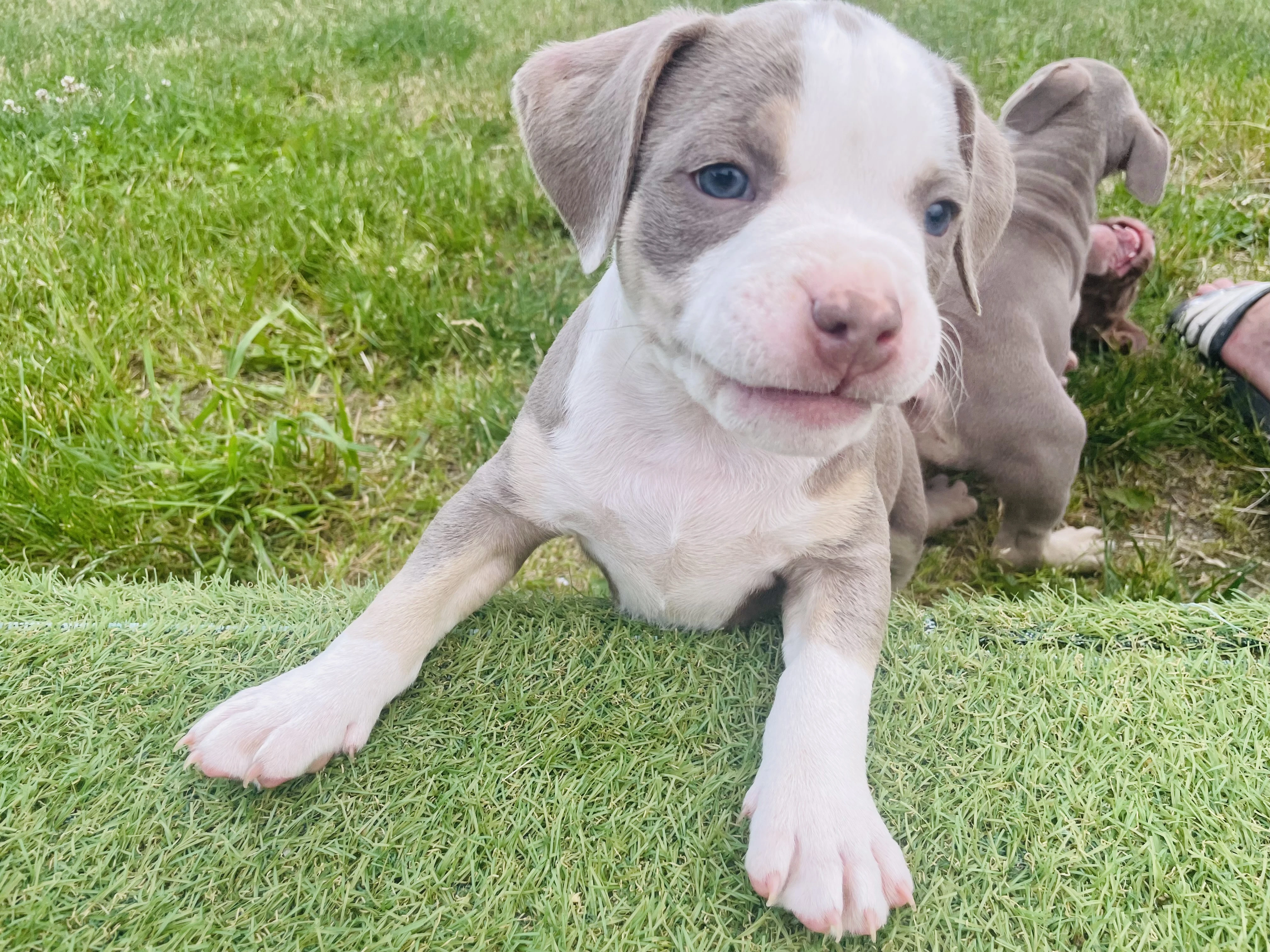 American Bully štěňata s abkc PP