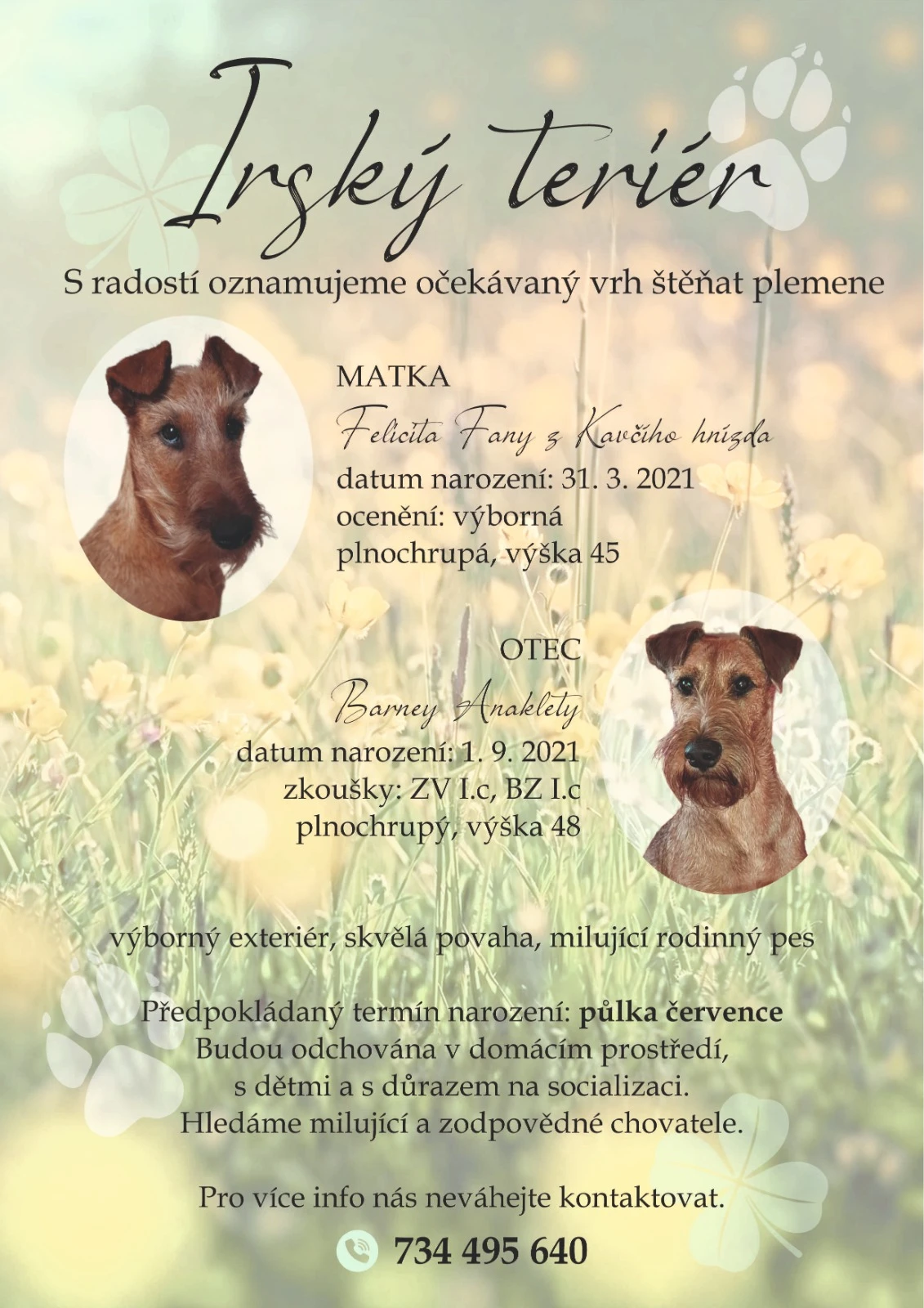 Irský teriér