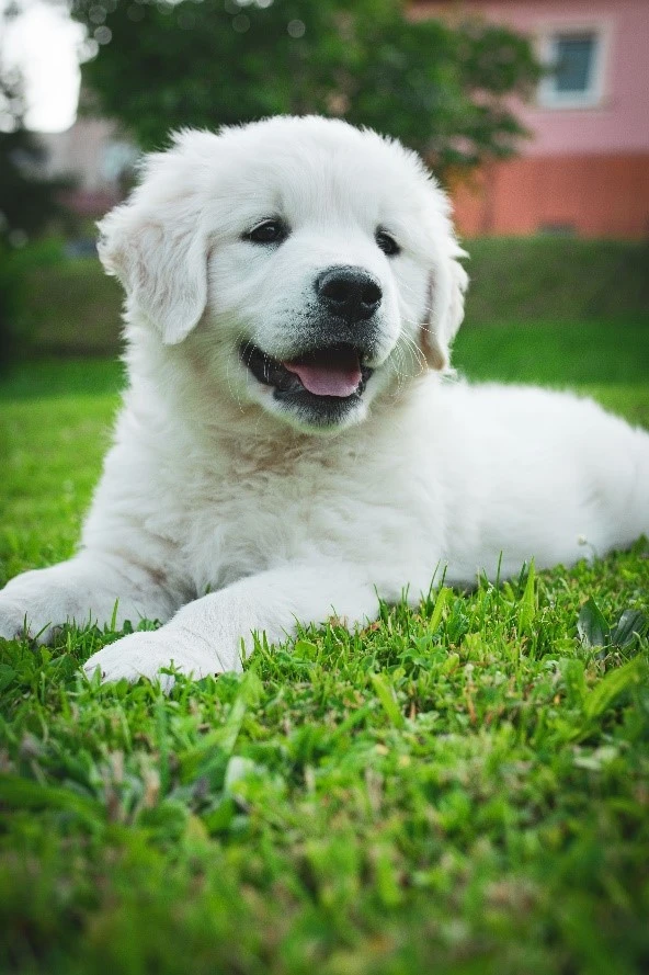 Zlatý retriever s PP