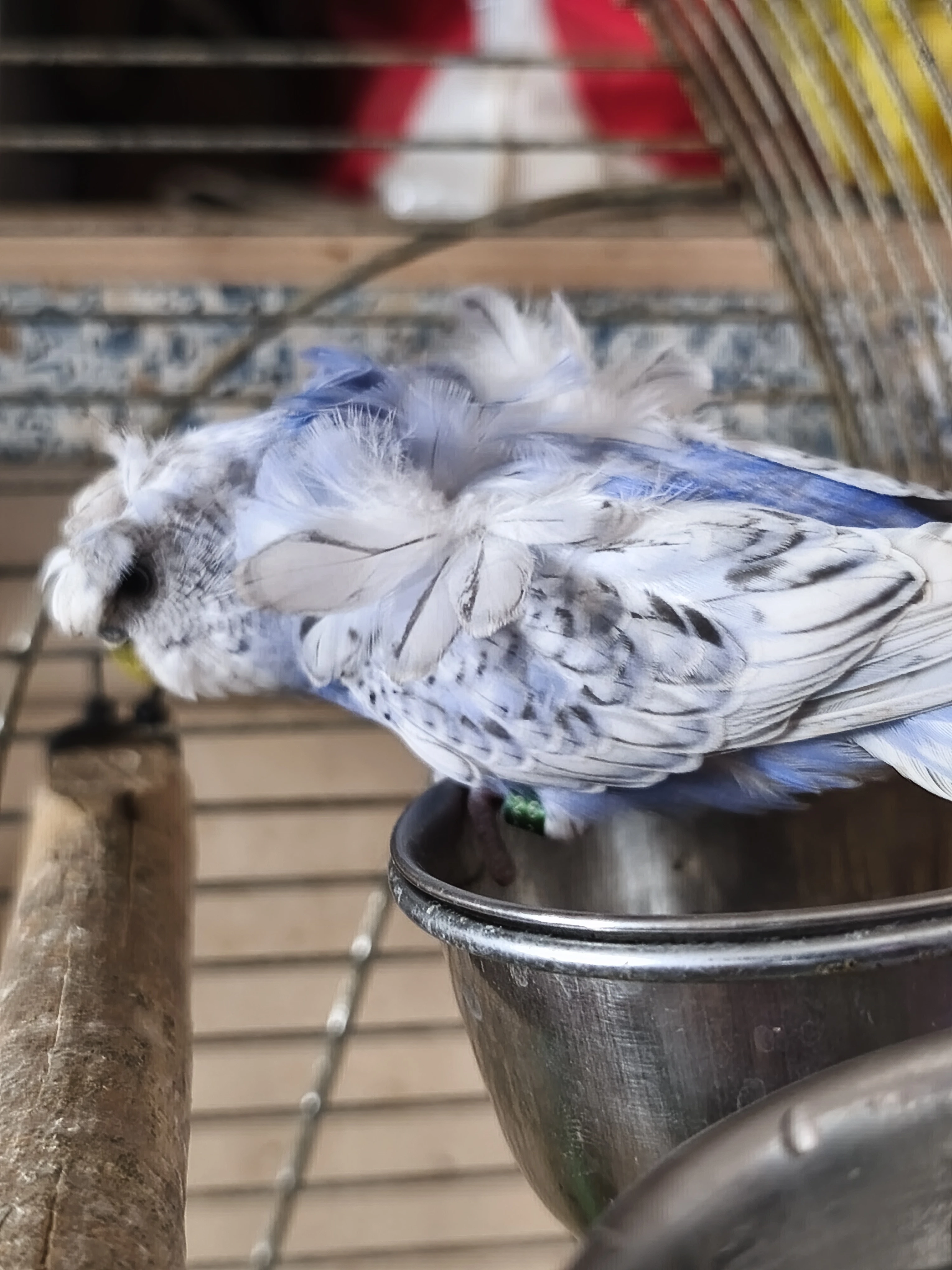 Andulka hagoromo helikoptéra