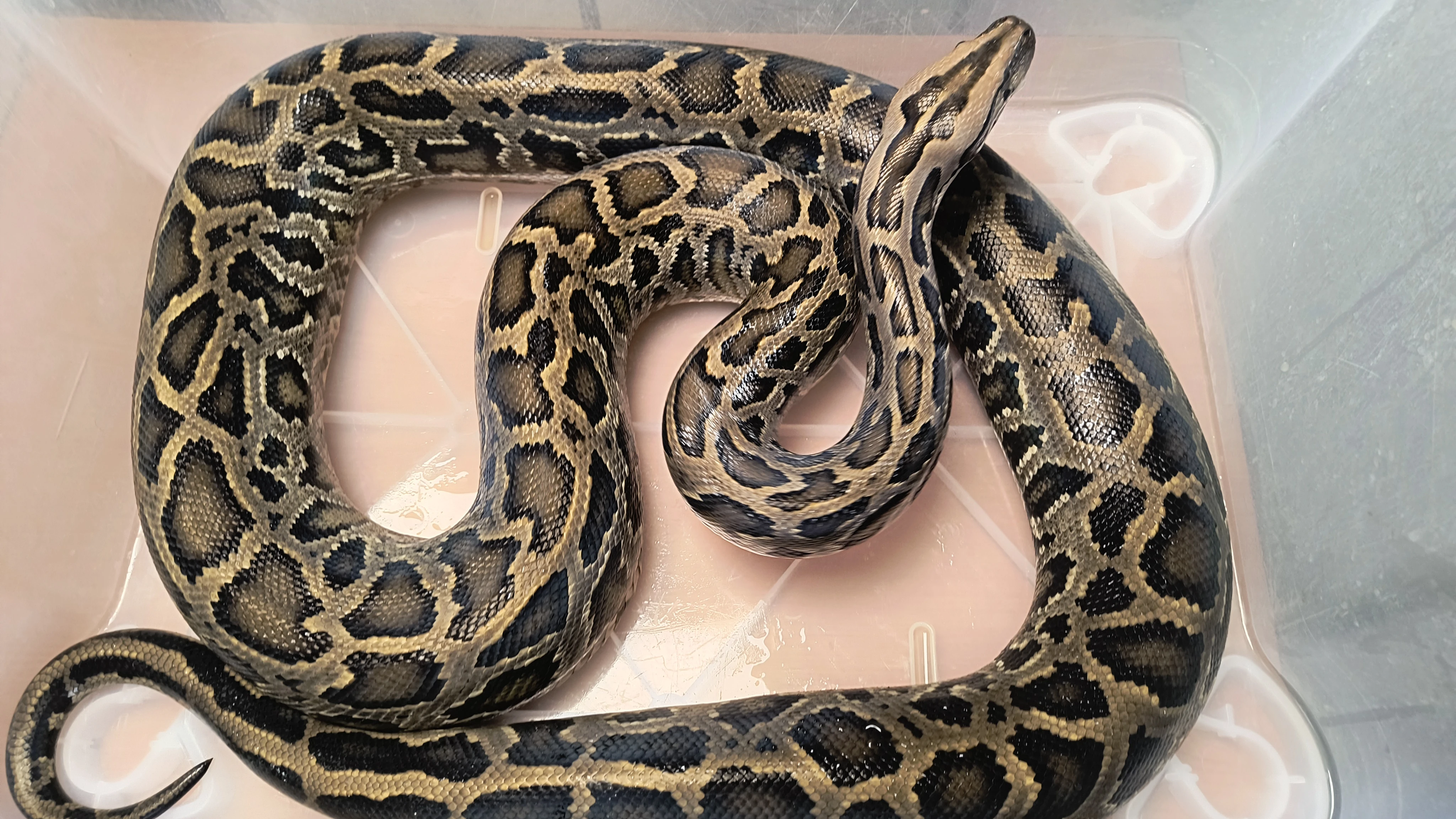 Krajta tmavá, Python bivittatus