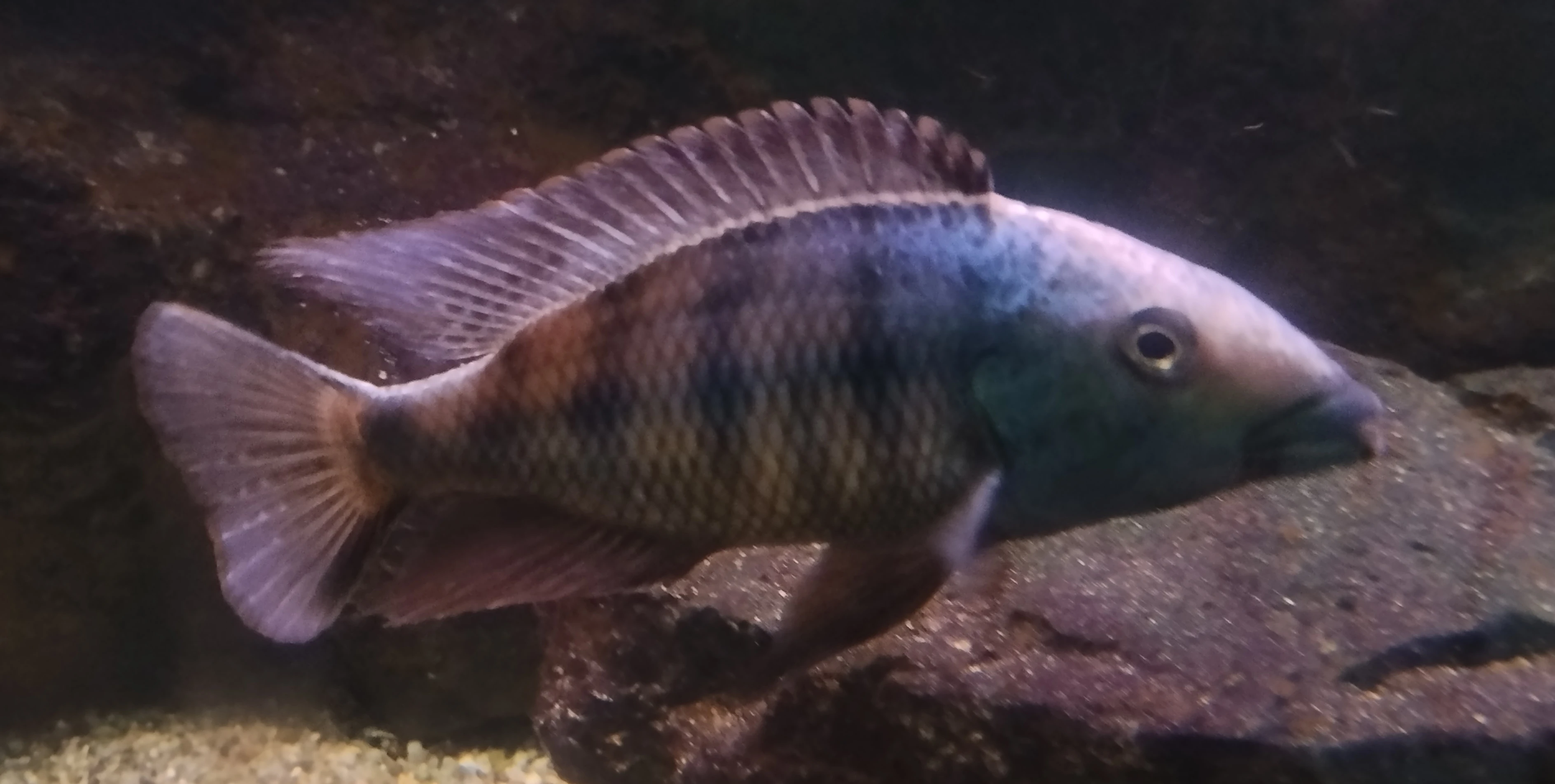 Daruji za odvoz