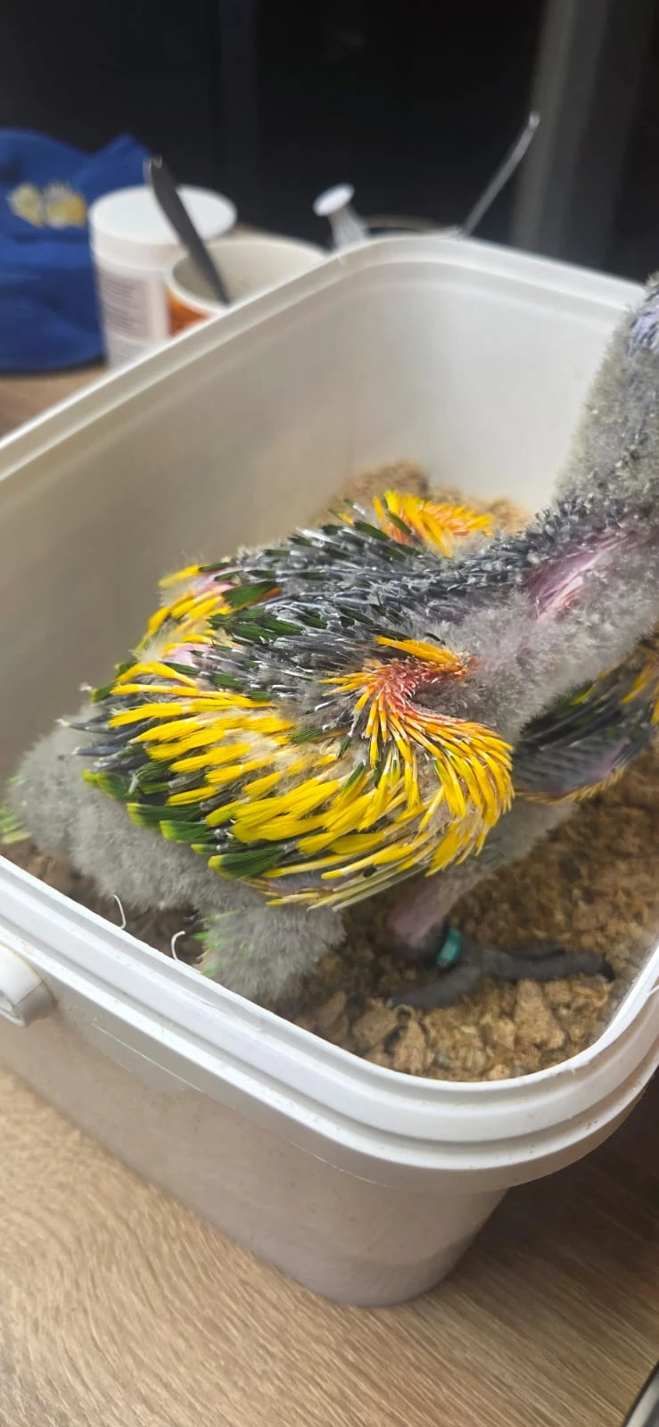 Amazona aestiva xanthopteryx