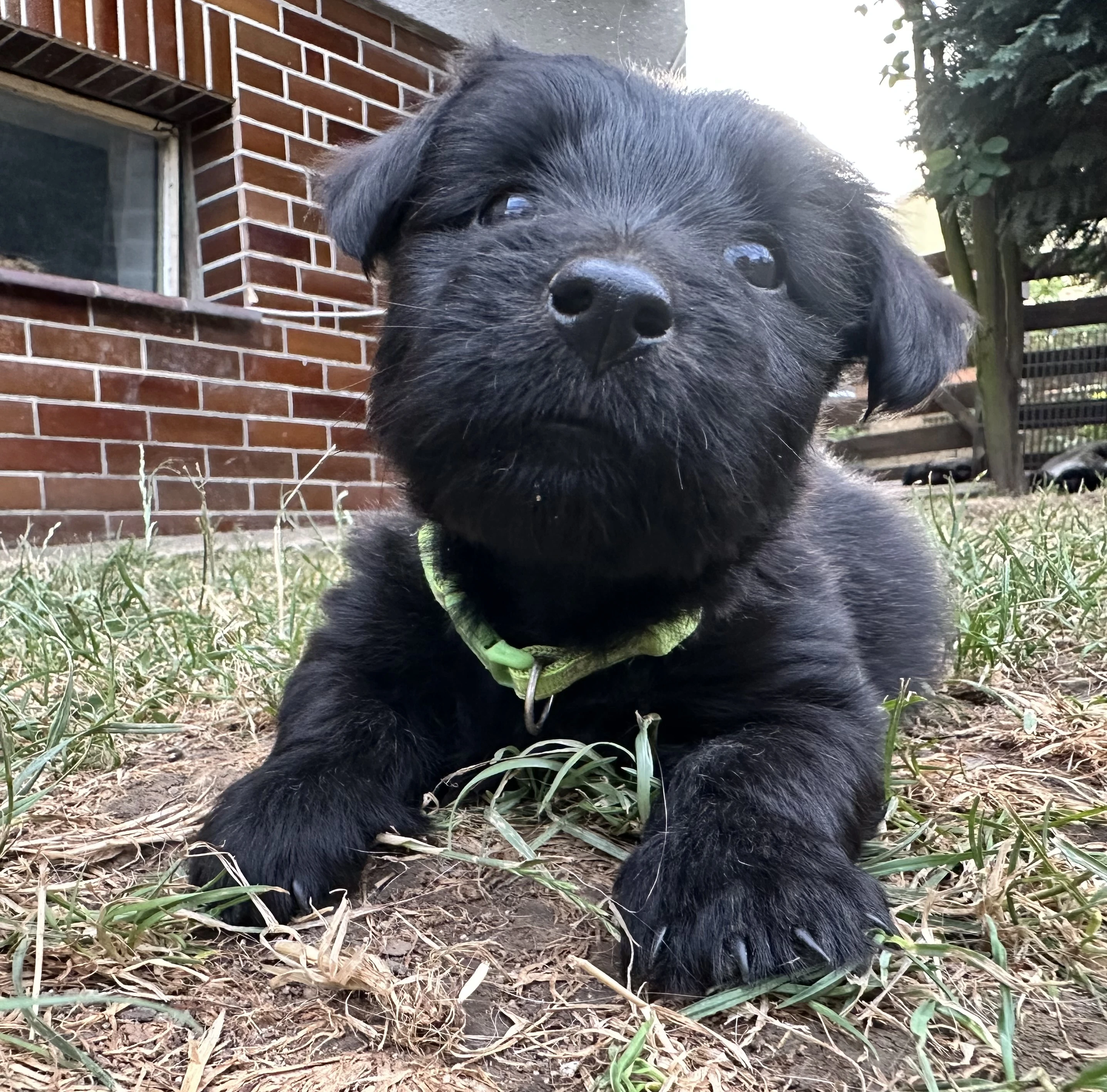 Skye terrier