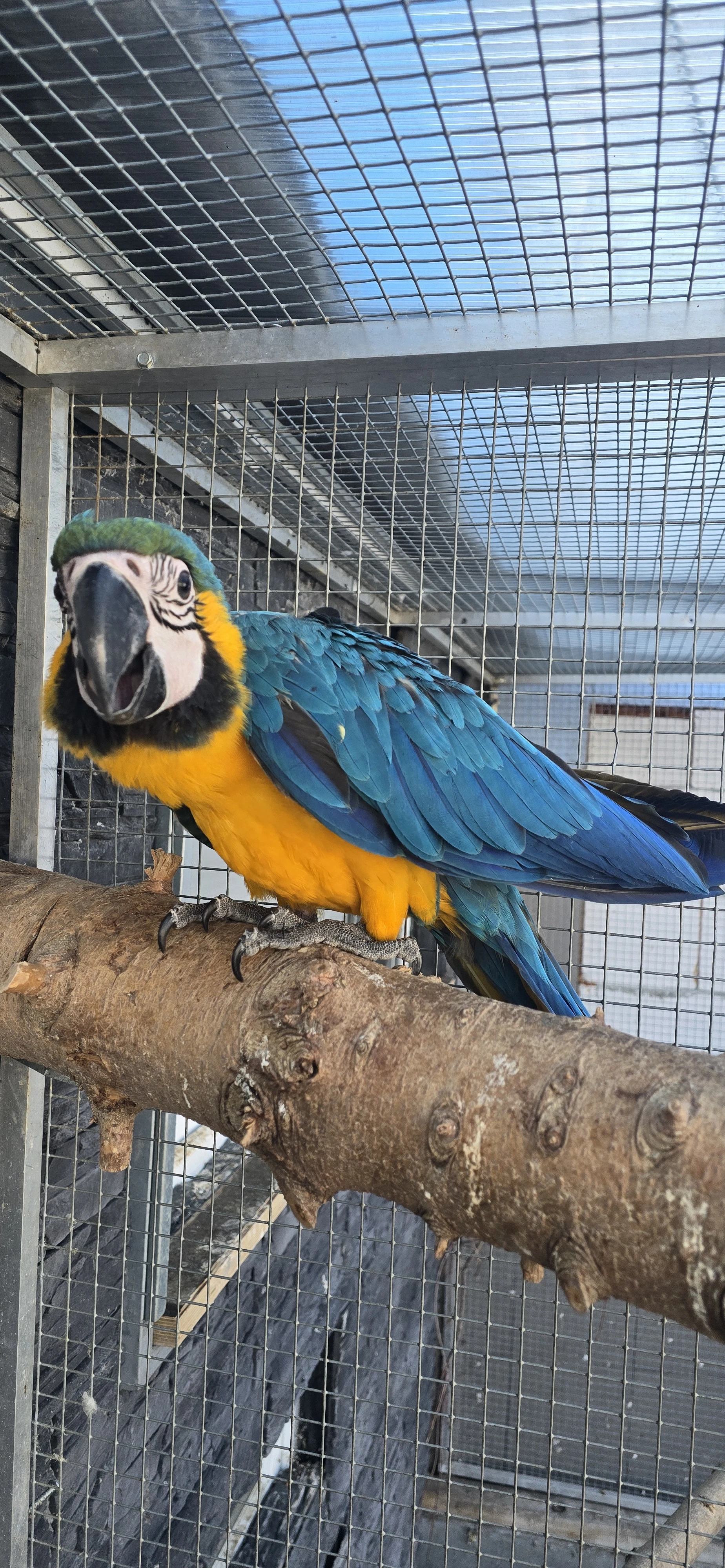 Ara ararauna