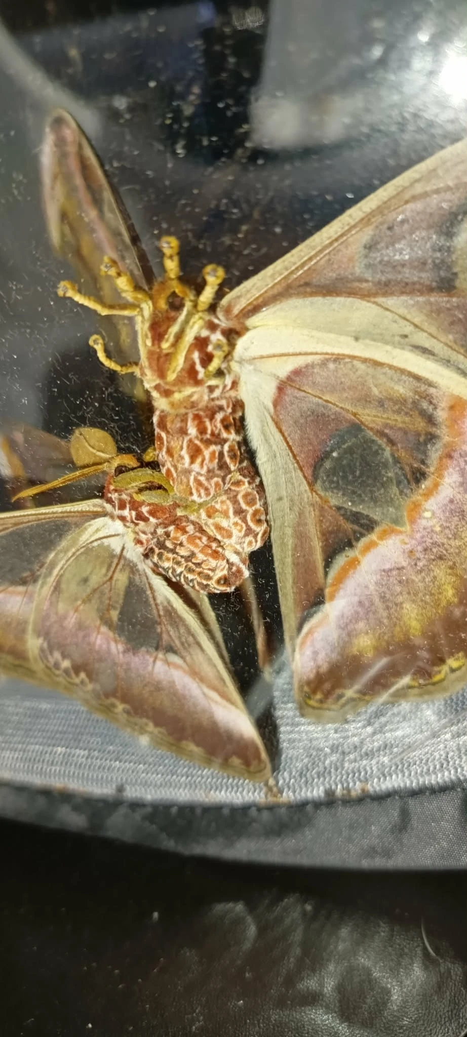 Attacus Atlas