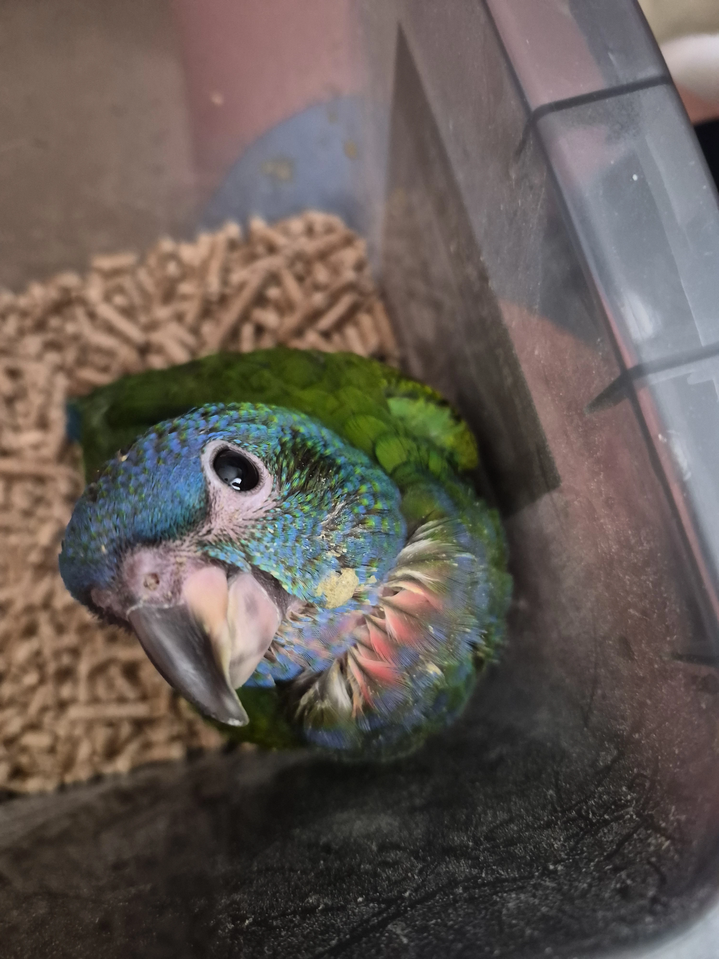 Amazonik modrohlavy
