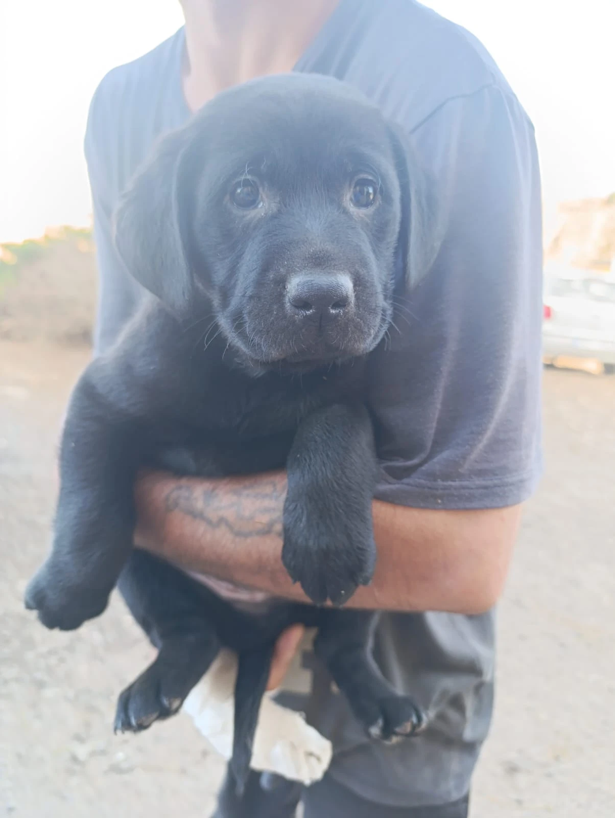 Štěňátka labradorskeho retrivra