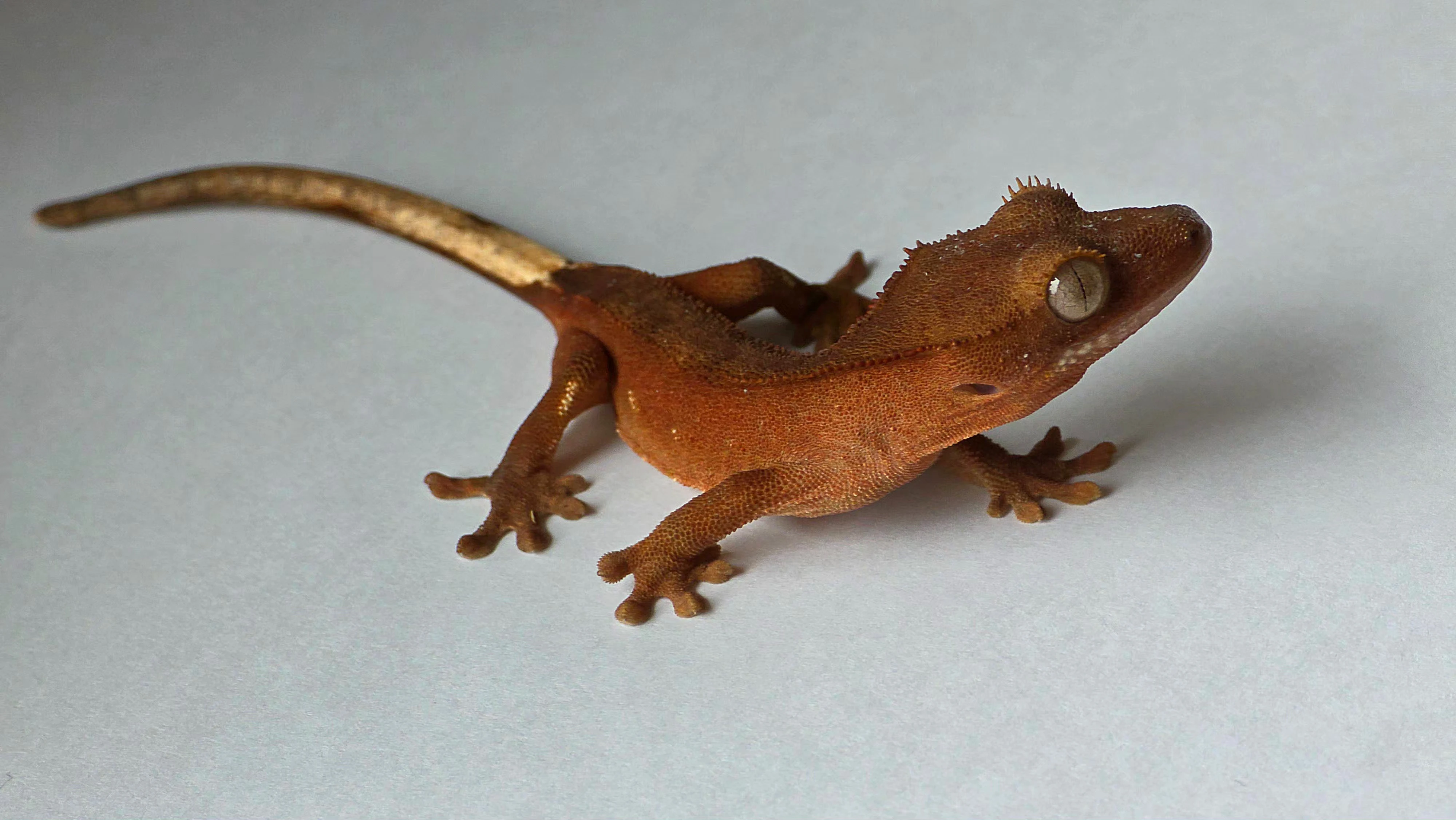 Pagekon řasnatý Correlophus ciliatus Red Bicolor – mládě