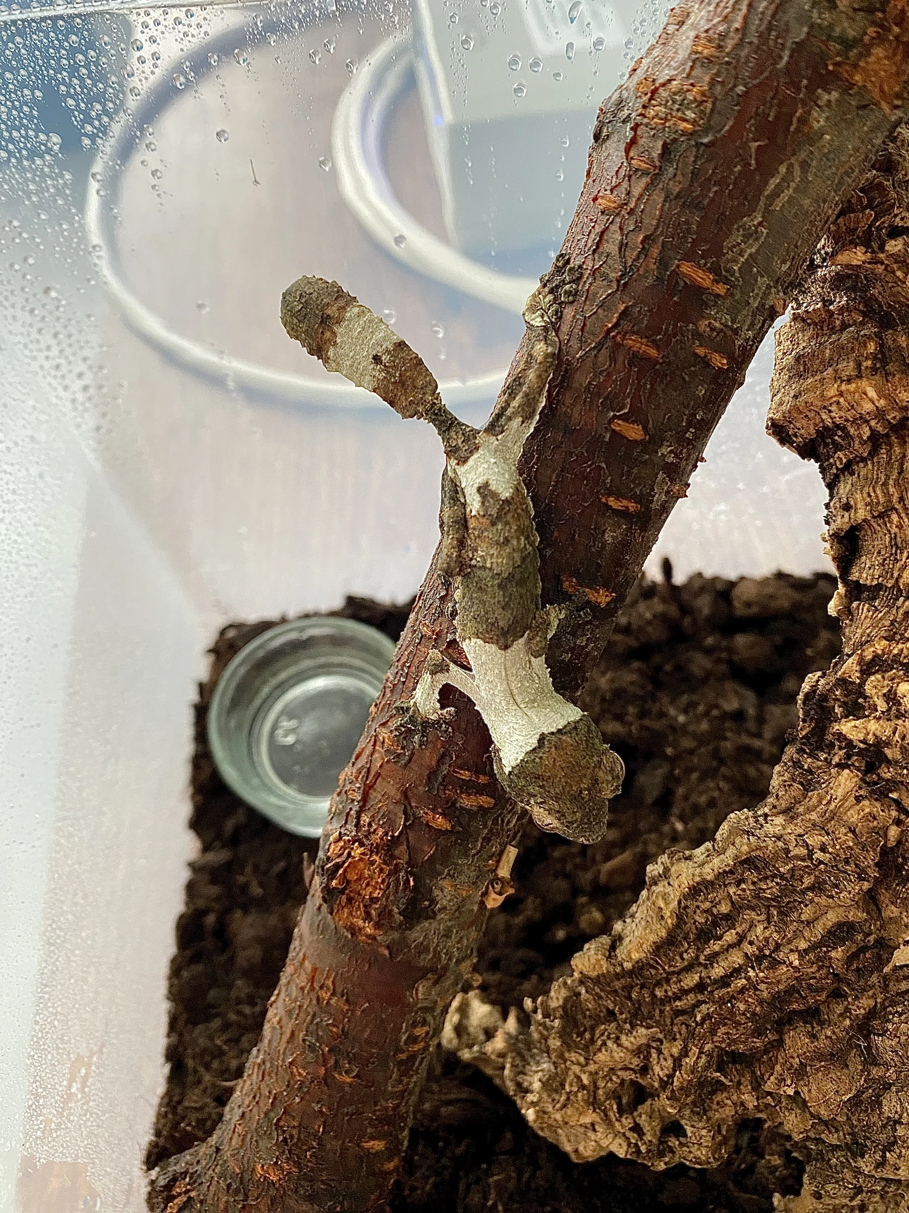 Uroplatus Henkeli