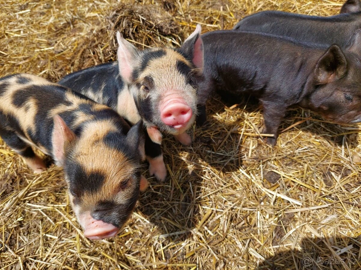 Kanečci kune kune - vysokopodíloví kříženci