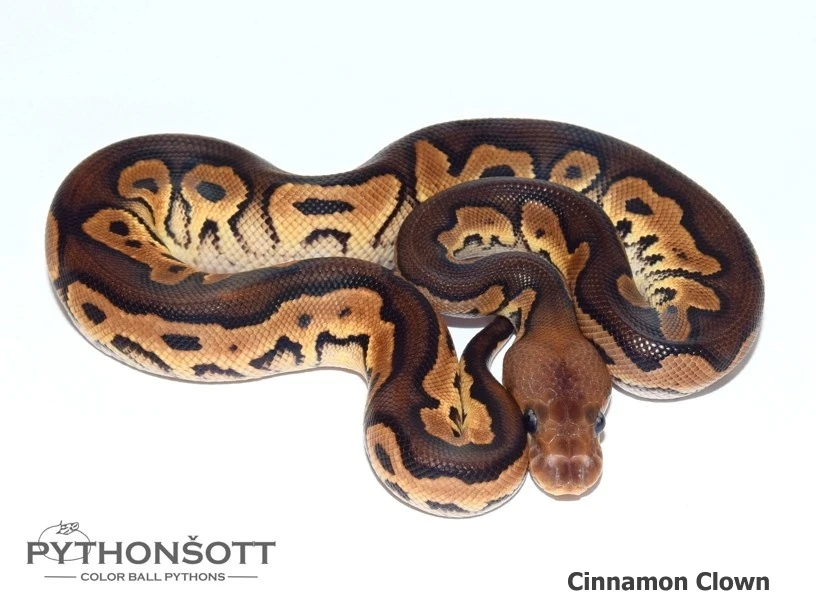 Krajta královská (Python regius) – mláďata 2026